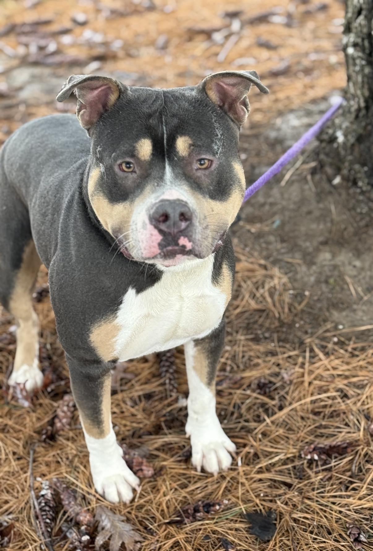 Enlarge Butch (in a FOSTER home), a Adoptable mixed breed in Springfield, IL image 3/3