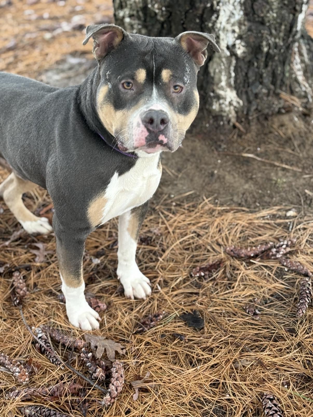 Enlarge Butch (in a FOSTER home), a Adoptable mixed breed in Springfield, IL image 2/3