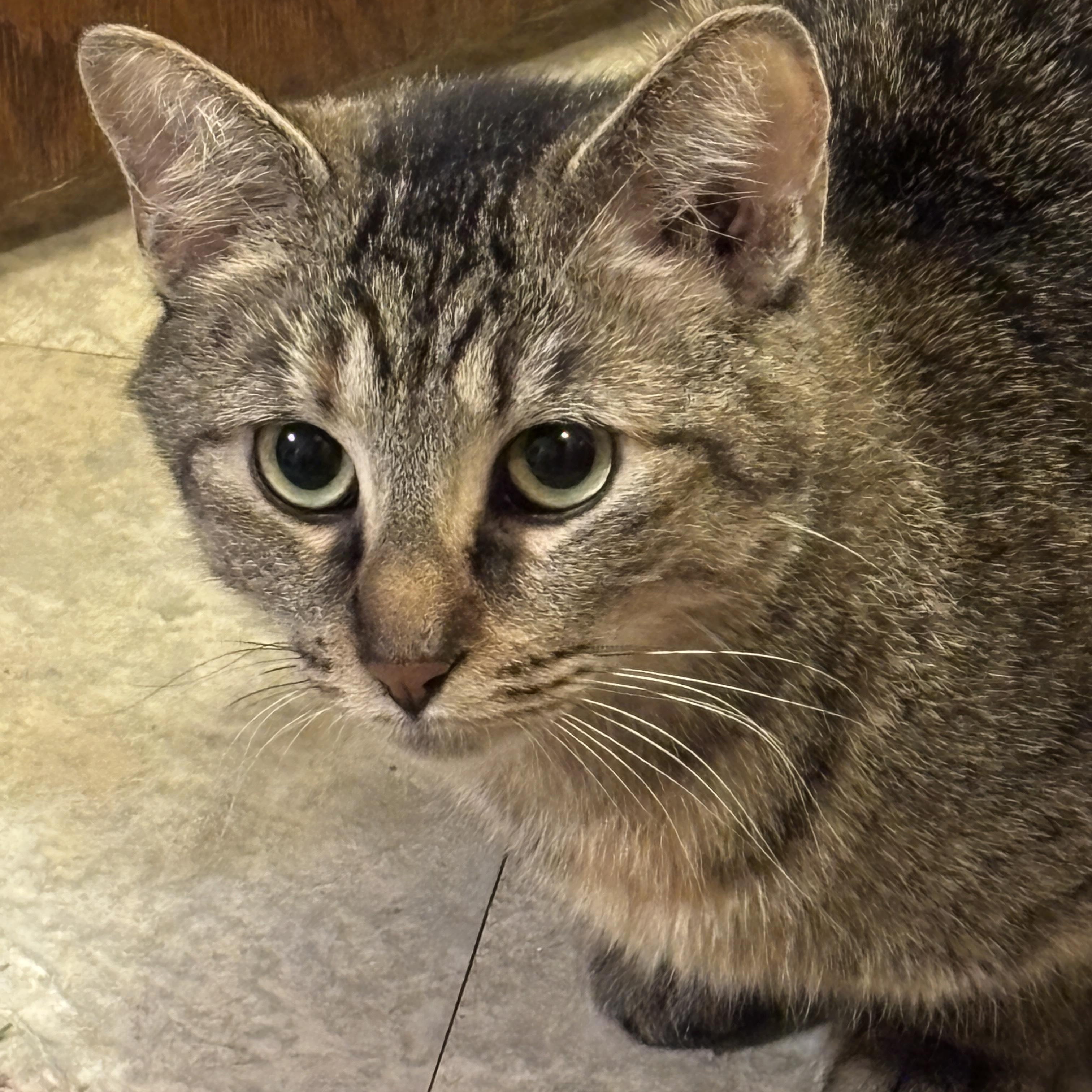 Mimi, an adoptable Domestic Short Hair in Farmington, MN image 2/3
