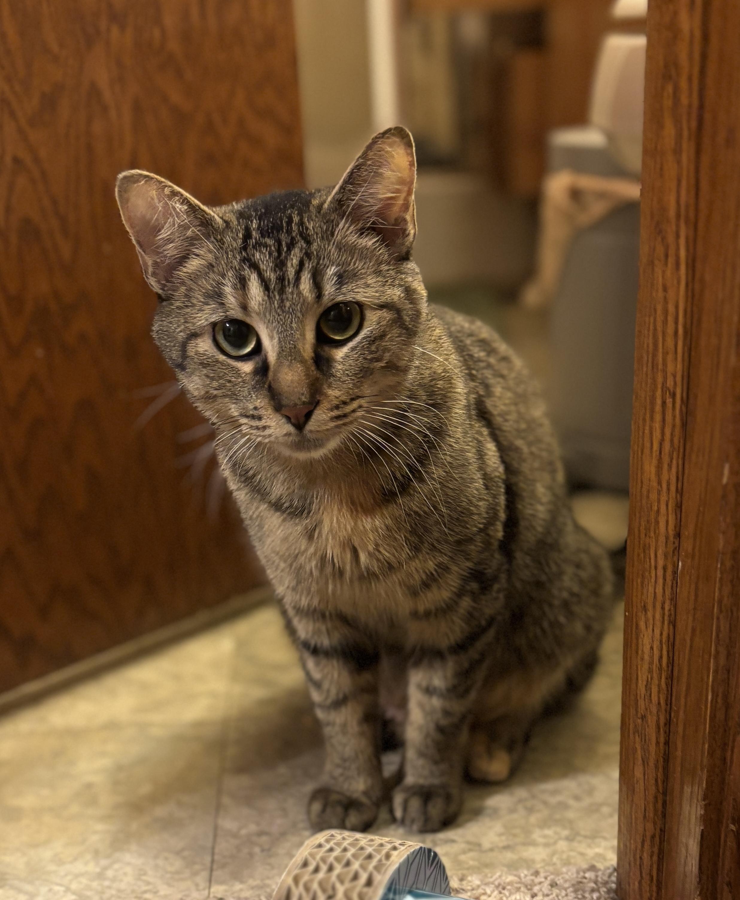 Mimi, adoptable, Young Female Domestic Short Hair.