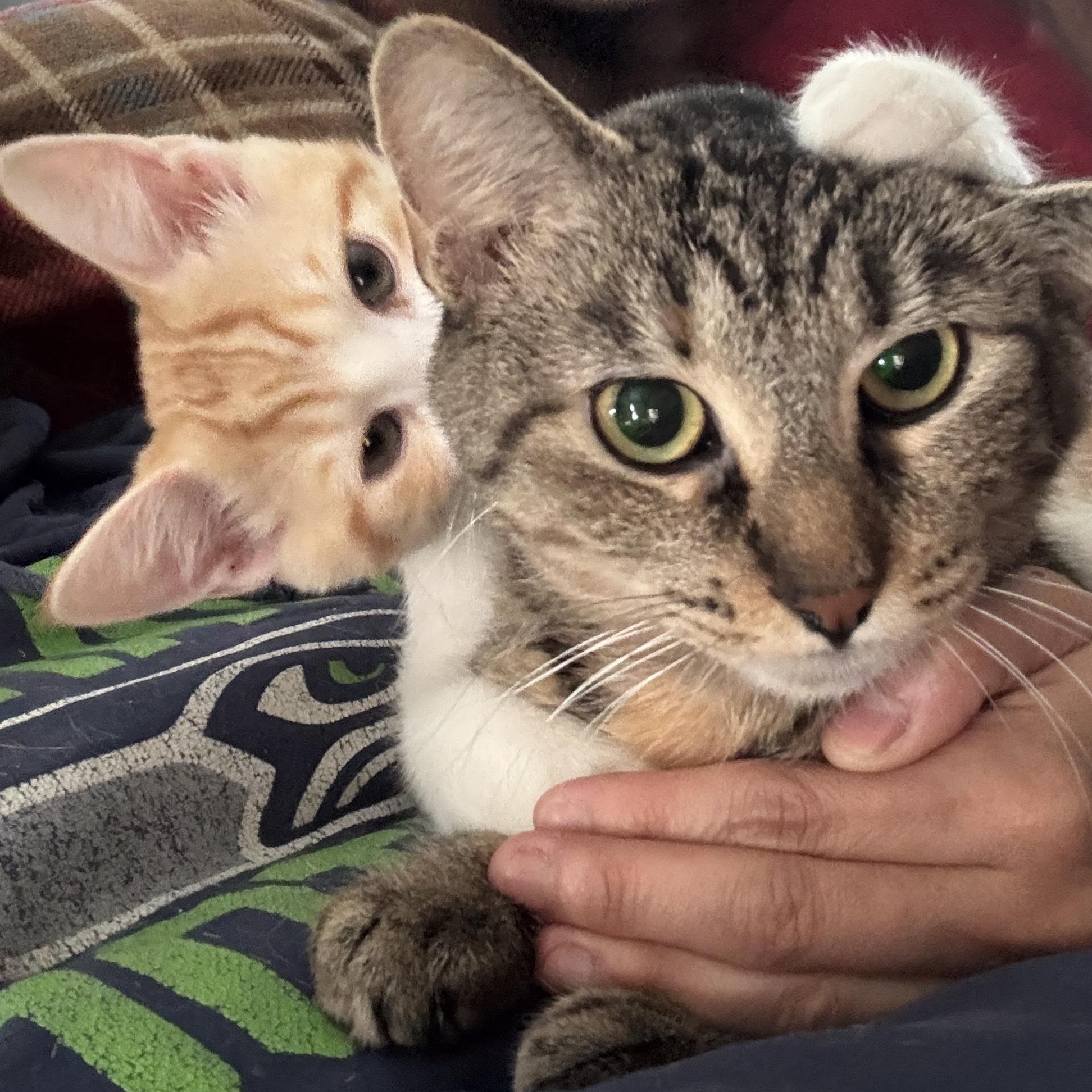 Mimi, an adoptable Domestic Short Hair in Farmington, MN image 3/3