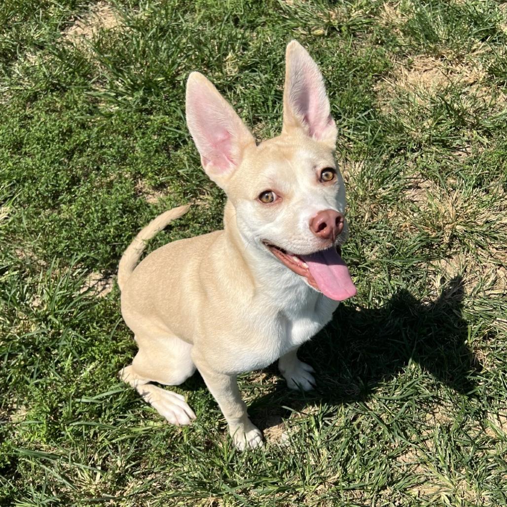 Tanna, Adoptable, Young Female Mixed Breed.