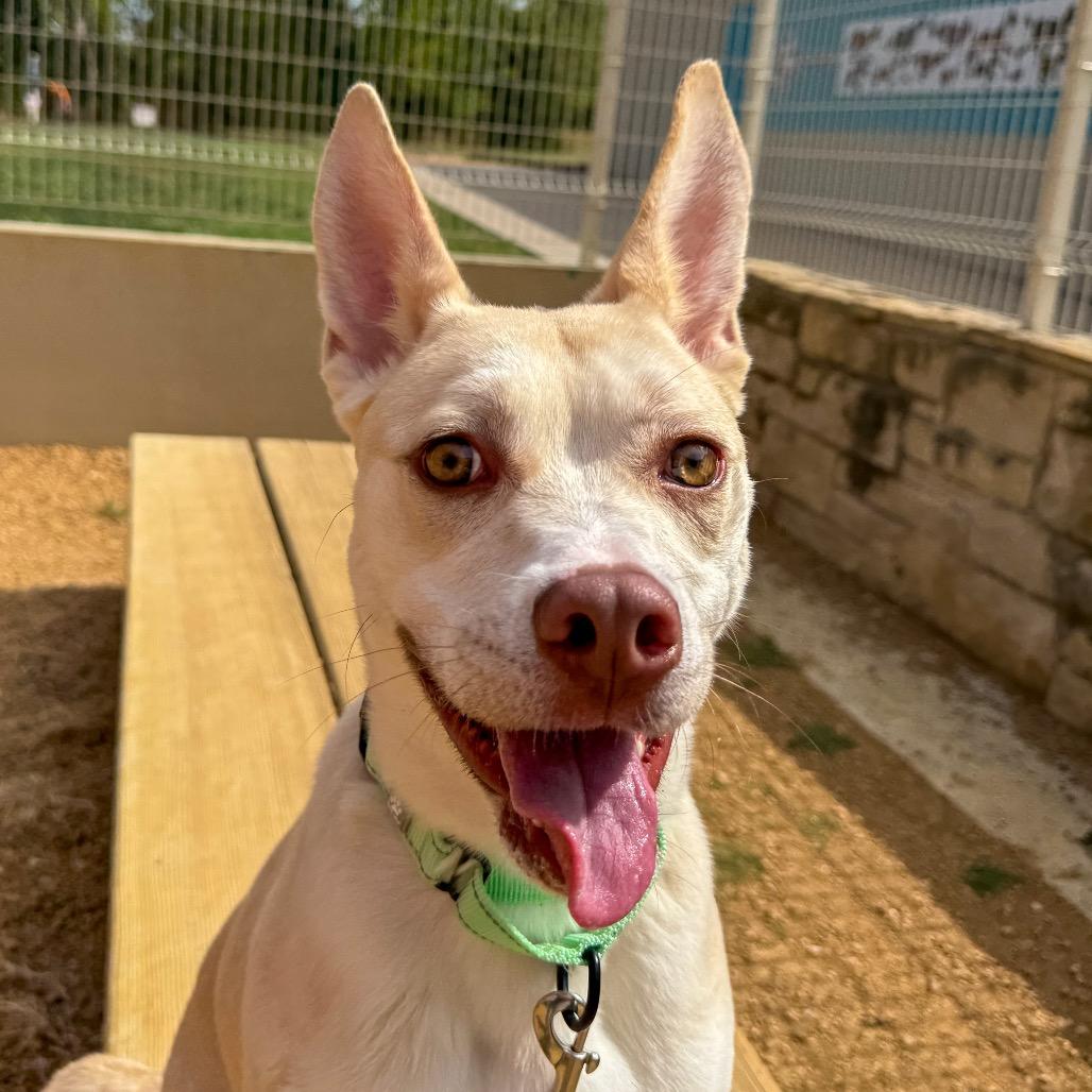Enlarge Tanna, a Adoptable Mixed Breed in Bentonville, AR image 2/2