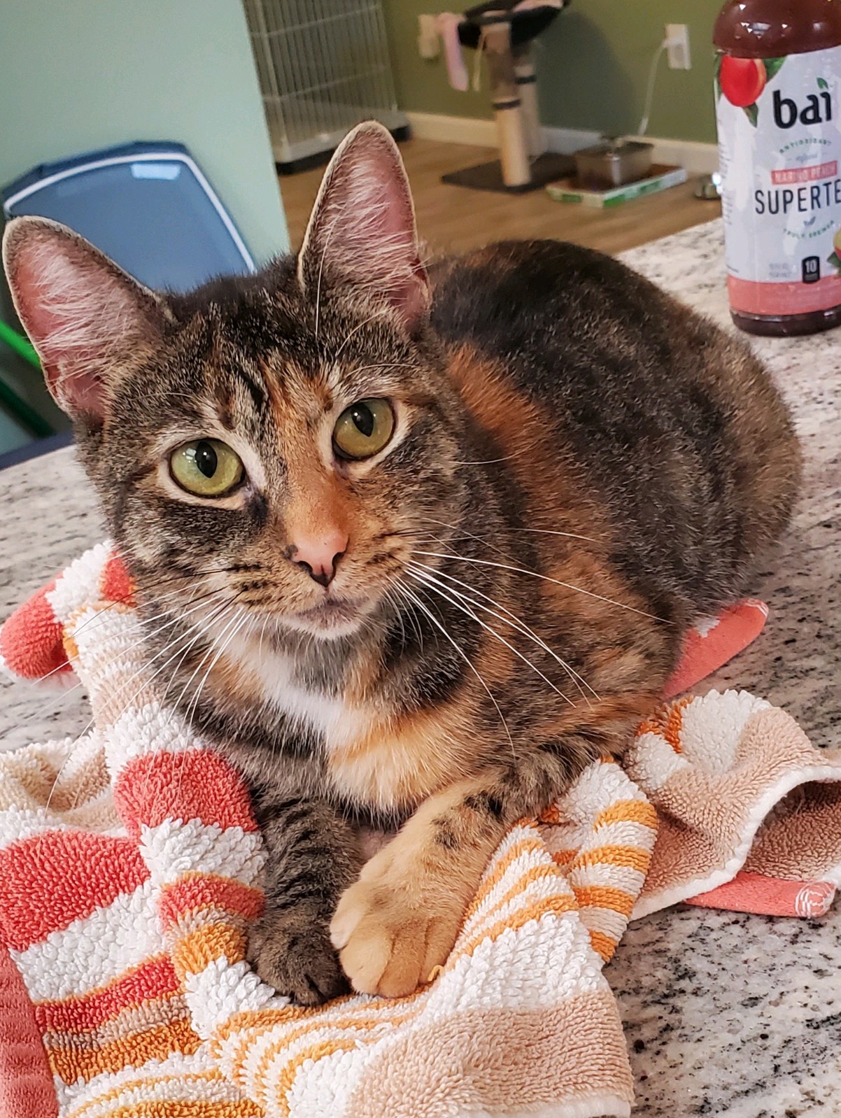 Robin, a Adoptable Domestic Short Hair in Landenberg, PA image 1/4