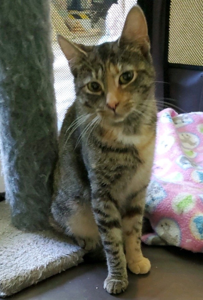 Robin, a Adoptable Domestic Short Hair in Landenberg, PA image 2/4