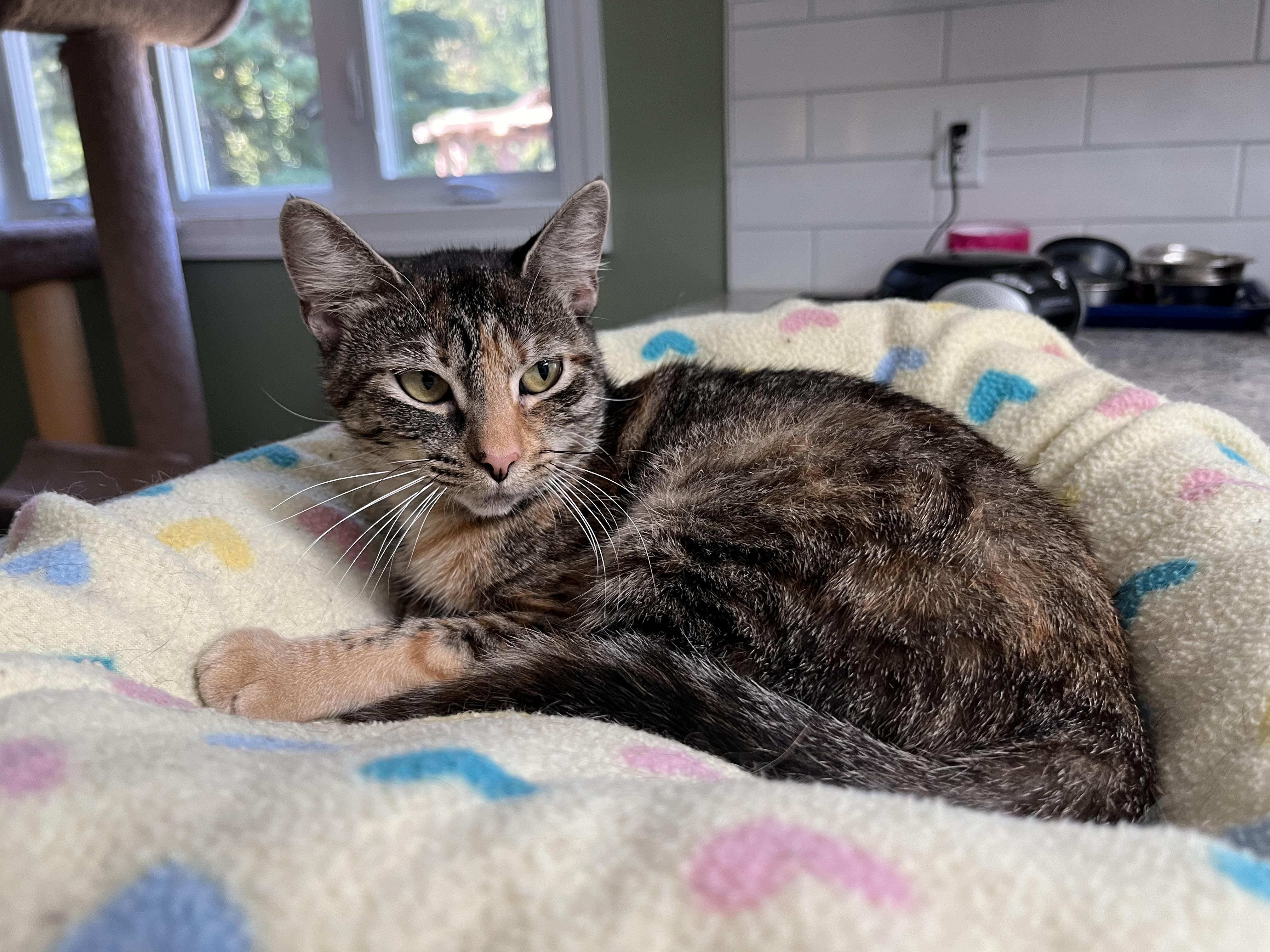 Robin, a Adoptable Domestic Short Hair in Landenberg, PA image 3/4