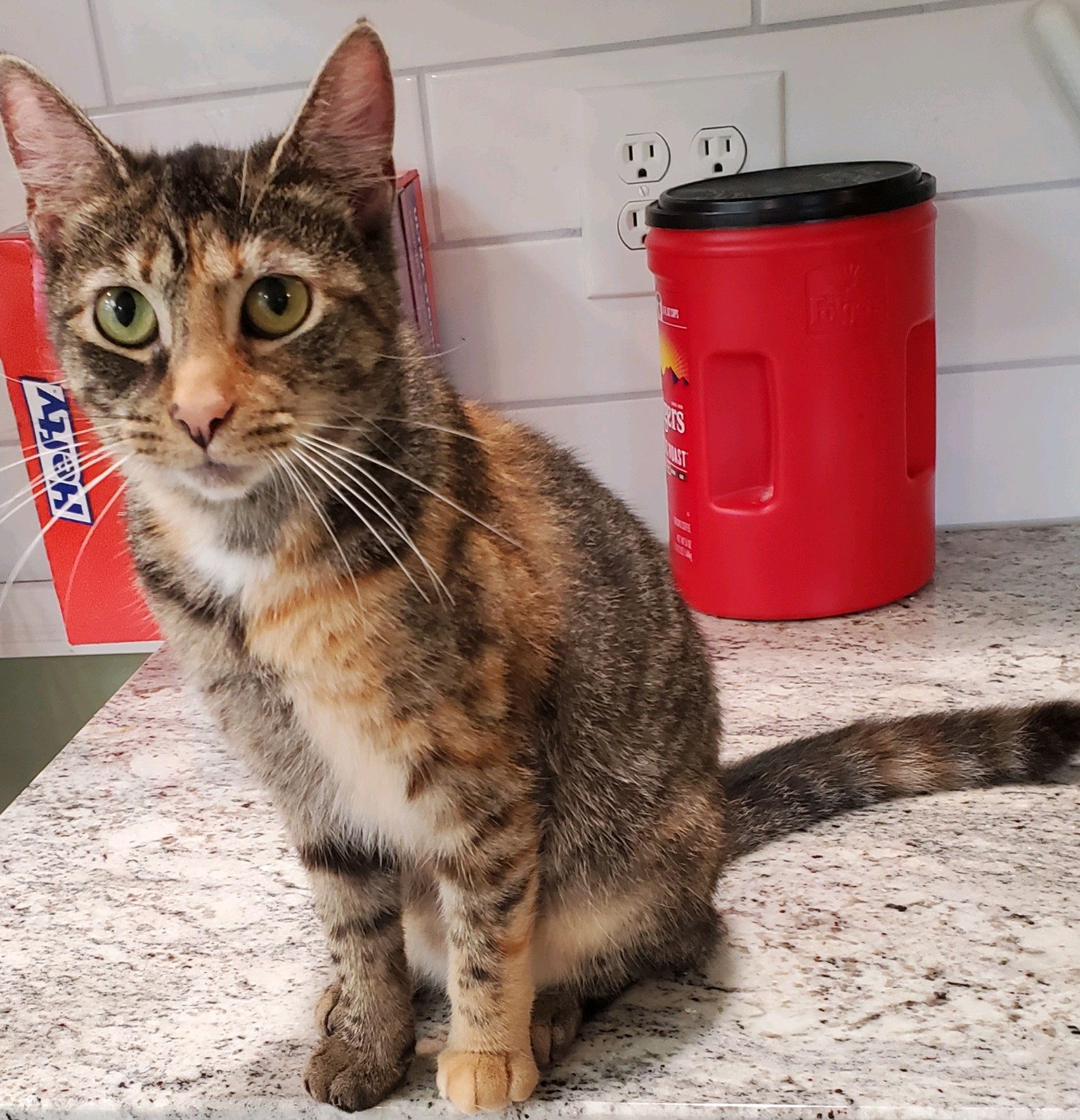 Robin, a Adoptable Domestic Short Hair in Landenberg, PA image 4/4