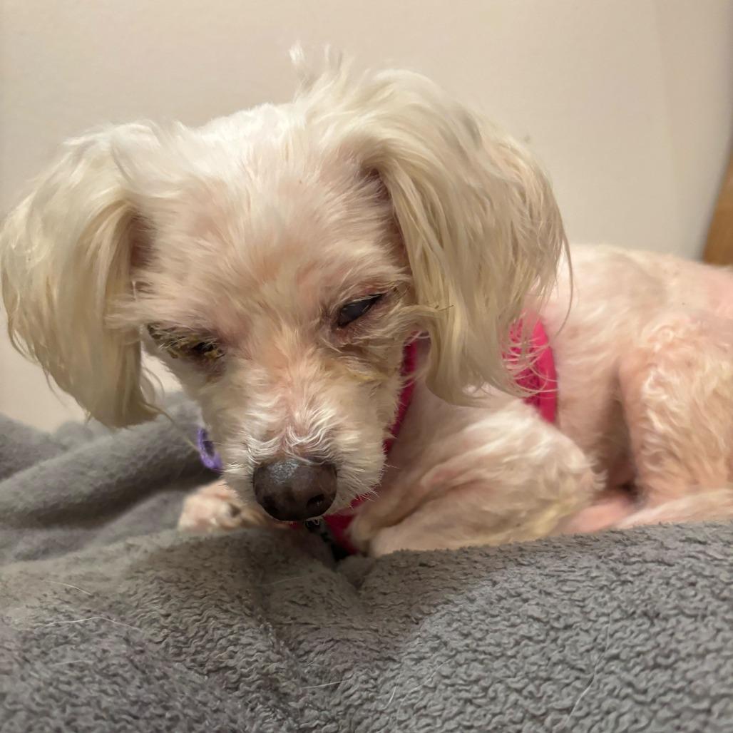 Freesia 14072, Adoptable, Senior Female Maltese.