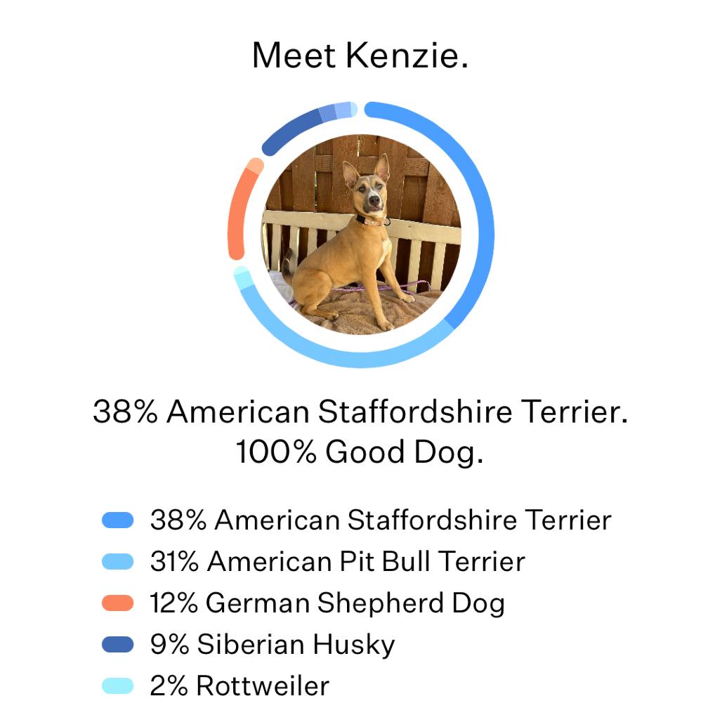 Kenzie, Adoptable, Young Female Mixed Breed.