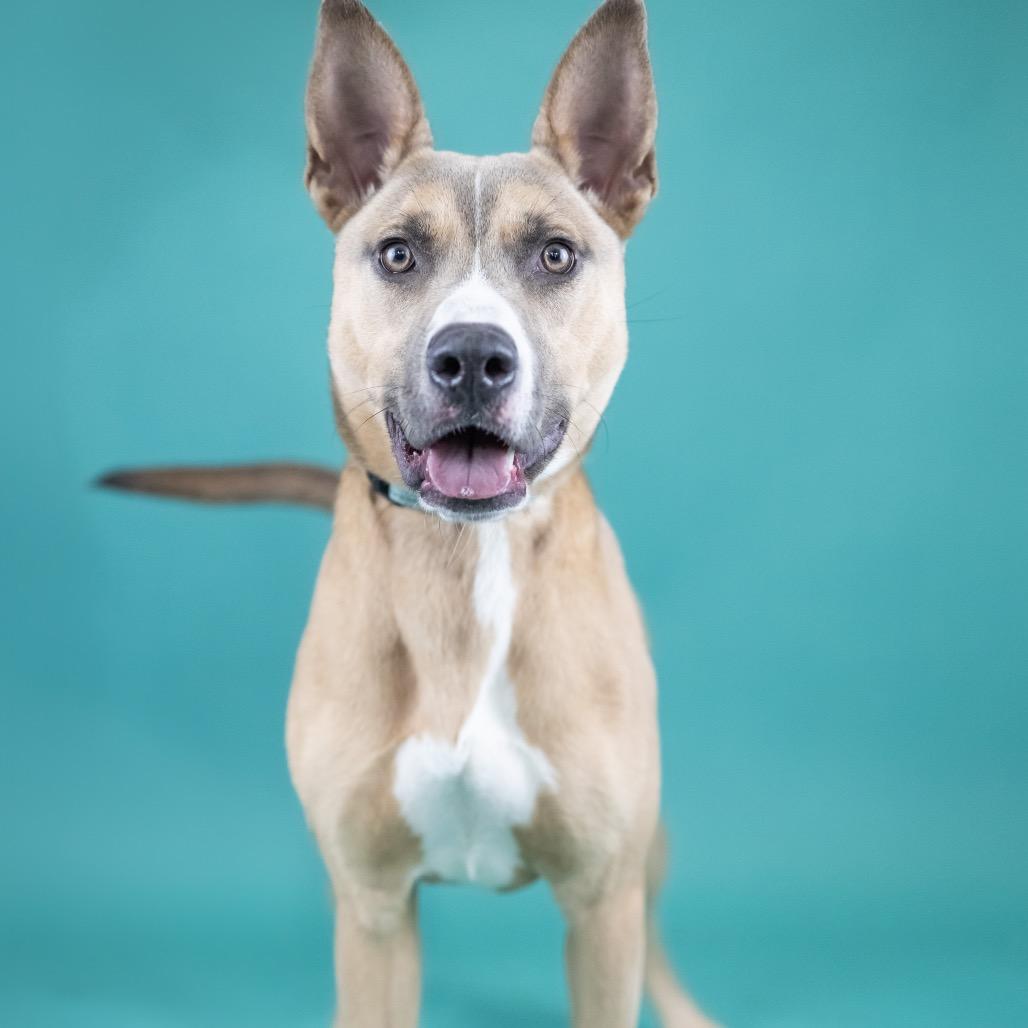 Enlarge Kenzie, a Adoptable Mixed Breed in Portland, OR image 3/6