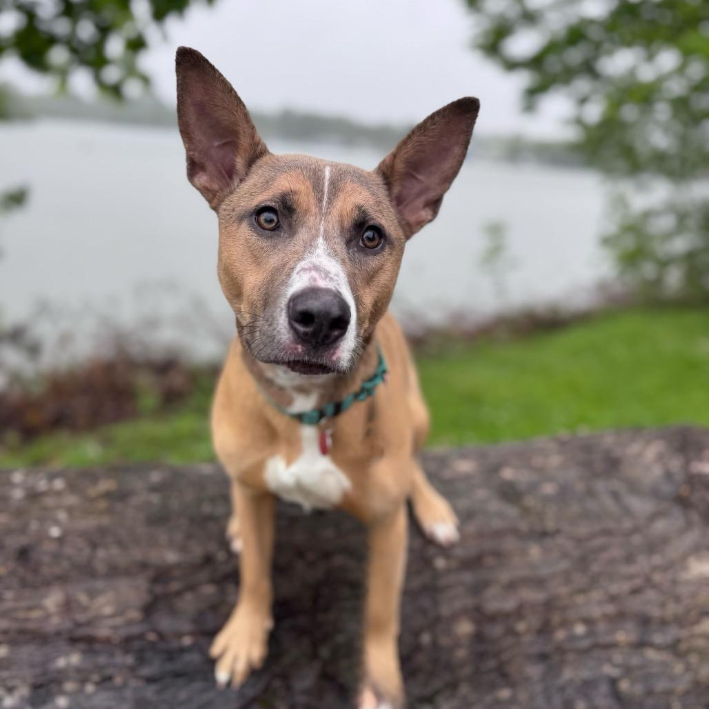 Enlarge Kenzie, a Adoptable Mixed Breed in Portland, OR image 3/6