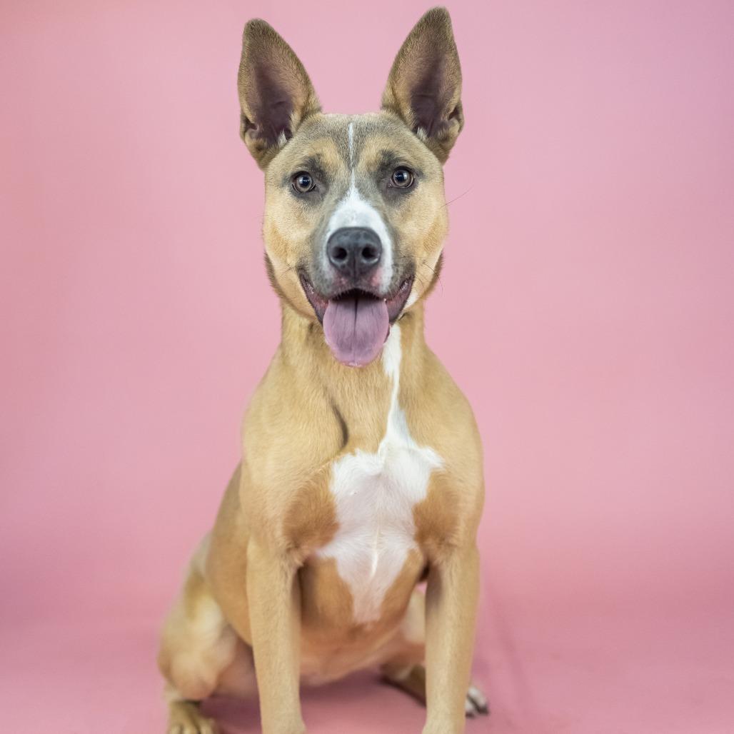 Enlarge Kenzie, a Adoptable Mixed Breed in Portland, OR image 2/4