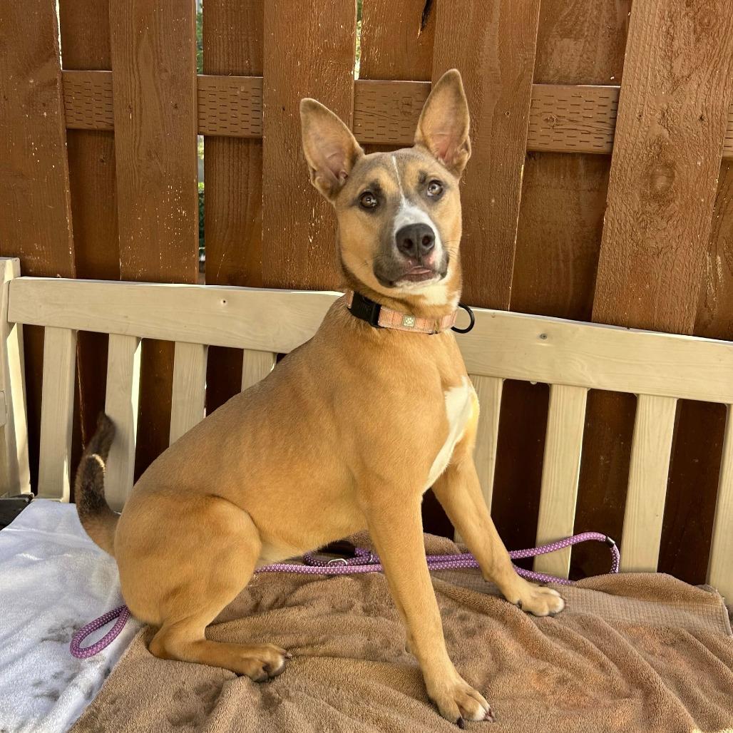 Enlarge Kenzie, a Adoptable Mixed Breed in Portland, OR image 3/4