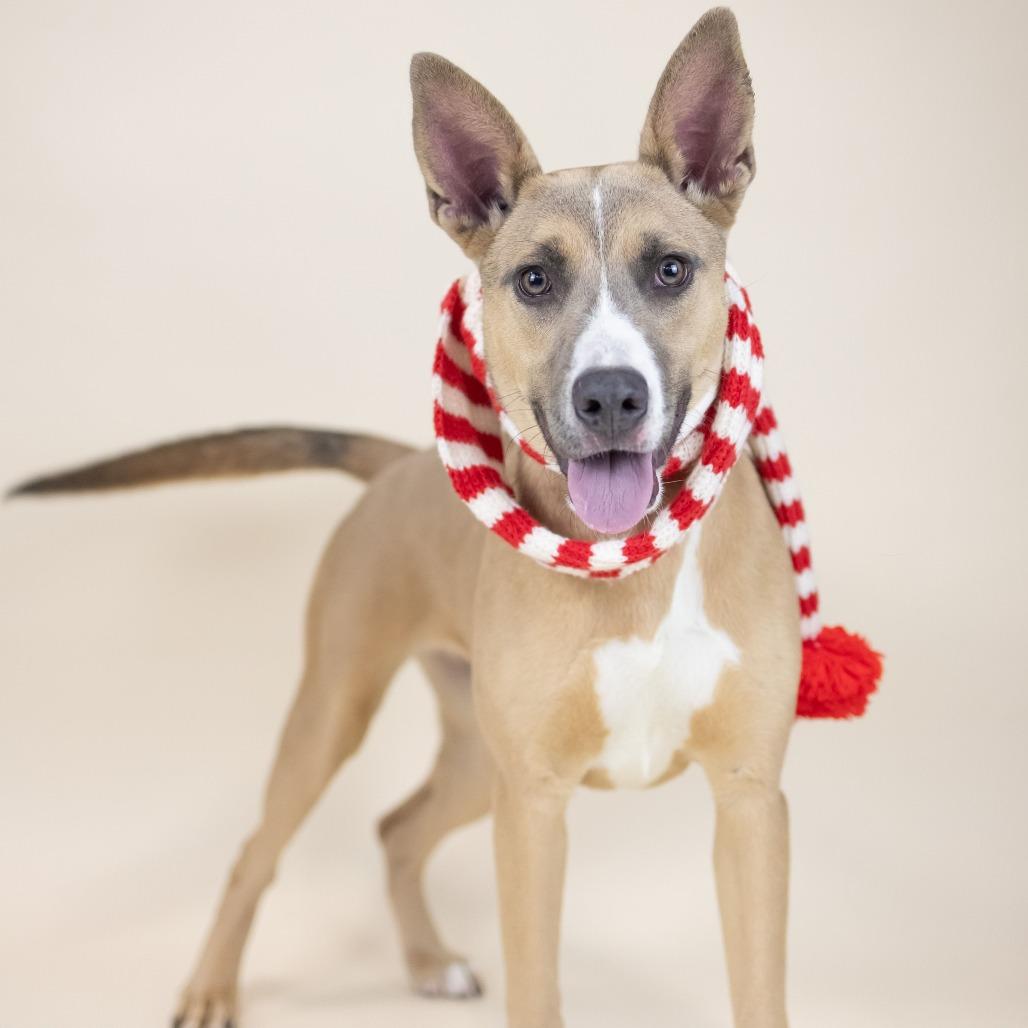Enlarge Kenzie, a Adoptable Mixed Breed in Portland, OR image 1/1