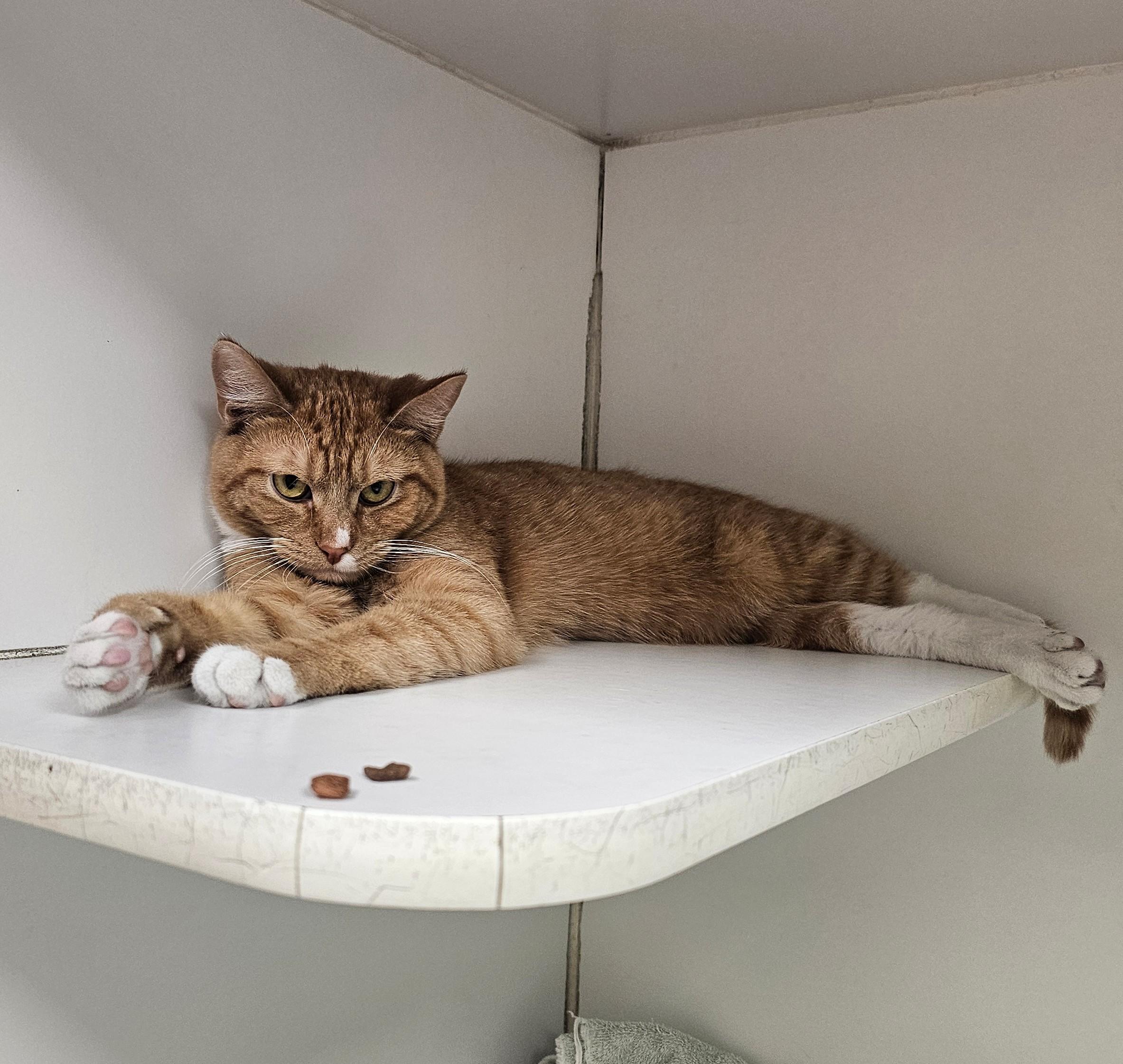 Enlarge Rocket, an adopted Domestic Short Hair in Norwalk, CT image 1/1