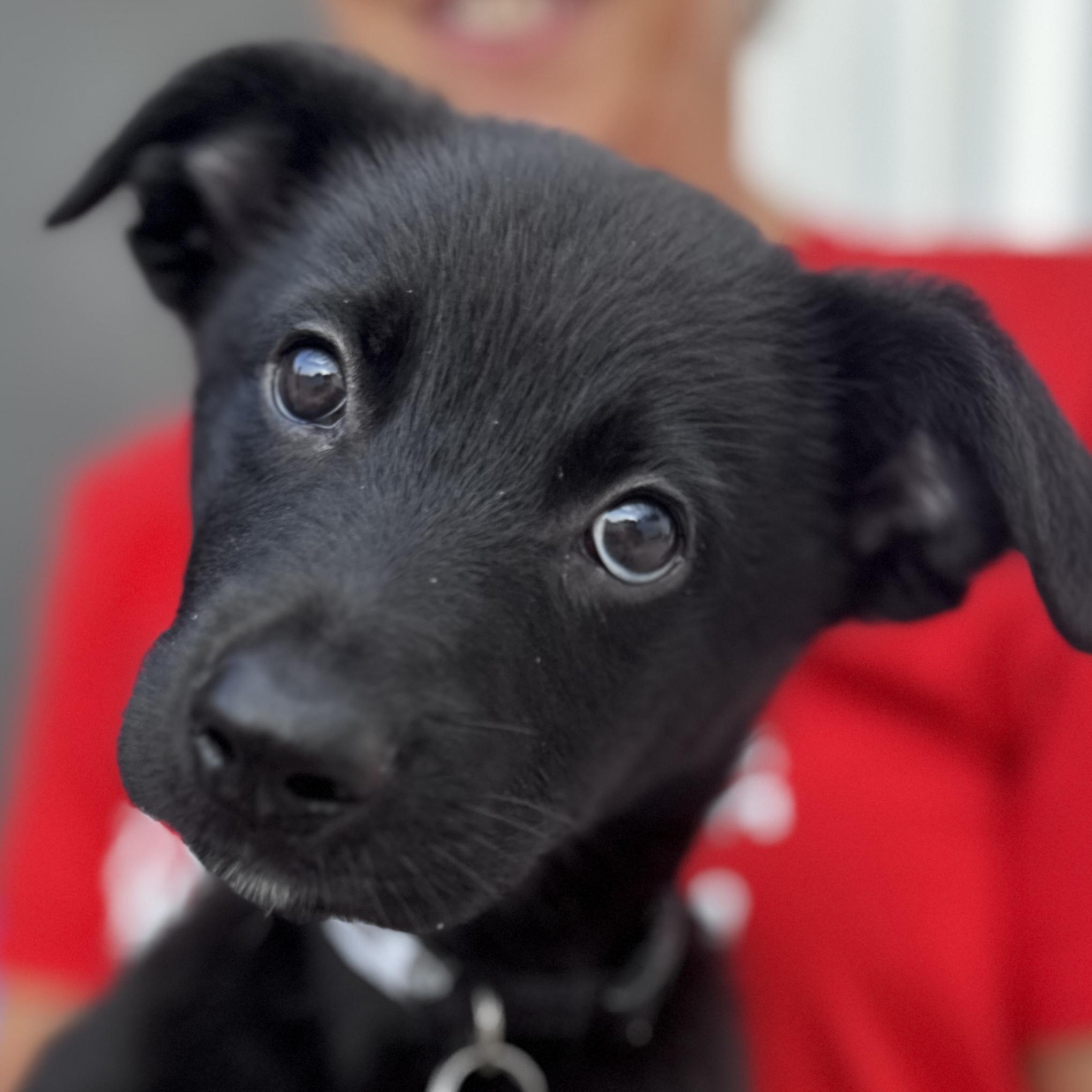 Marshall, adoptable, Puppy Male Retriever & Mixed Breed.