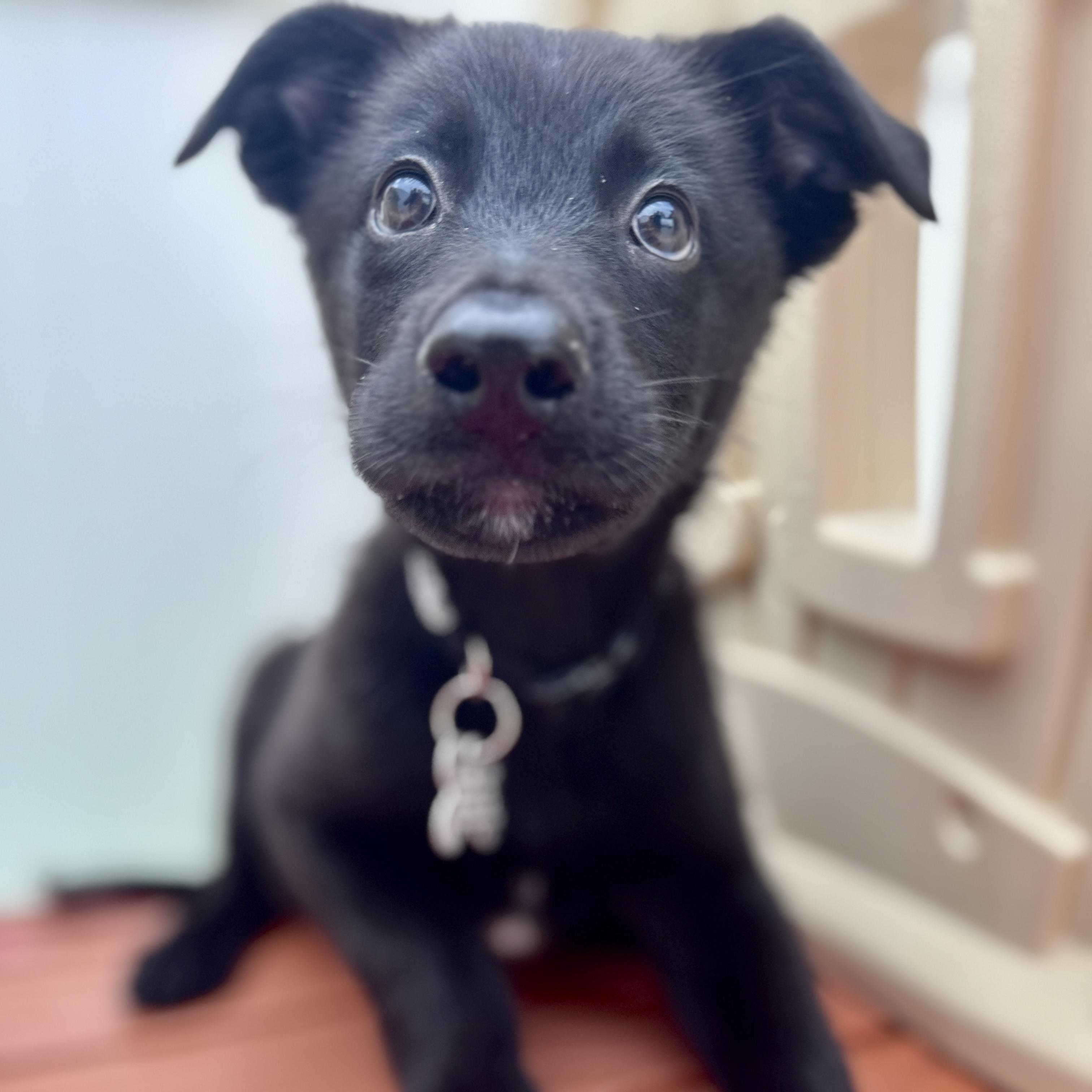 Marshall, an adoptable mixed breed in Palatine, IL image 3/5