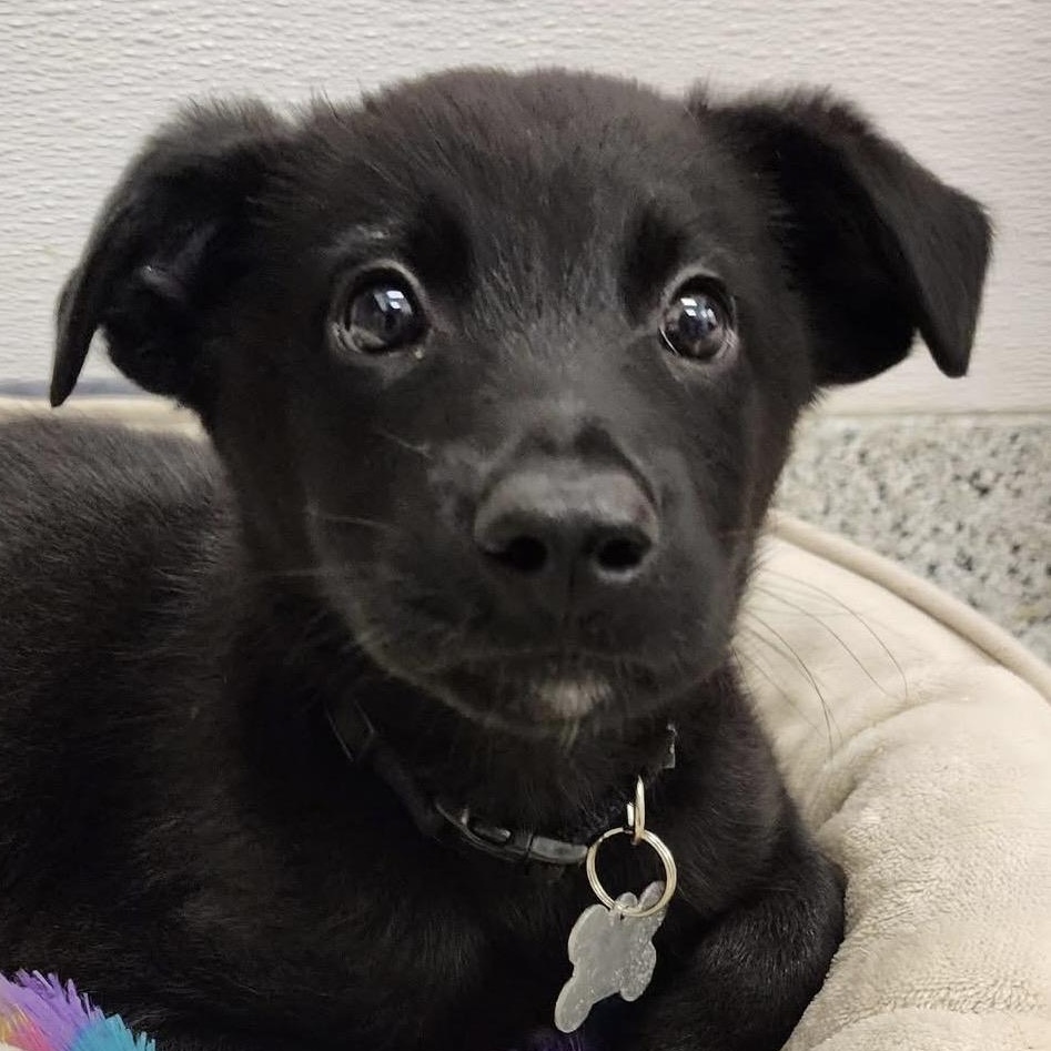 Marshall, an adoptable mixed breed in Palatine, IL image 4/5