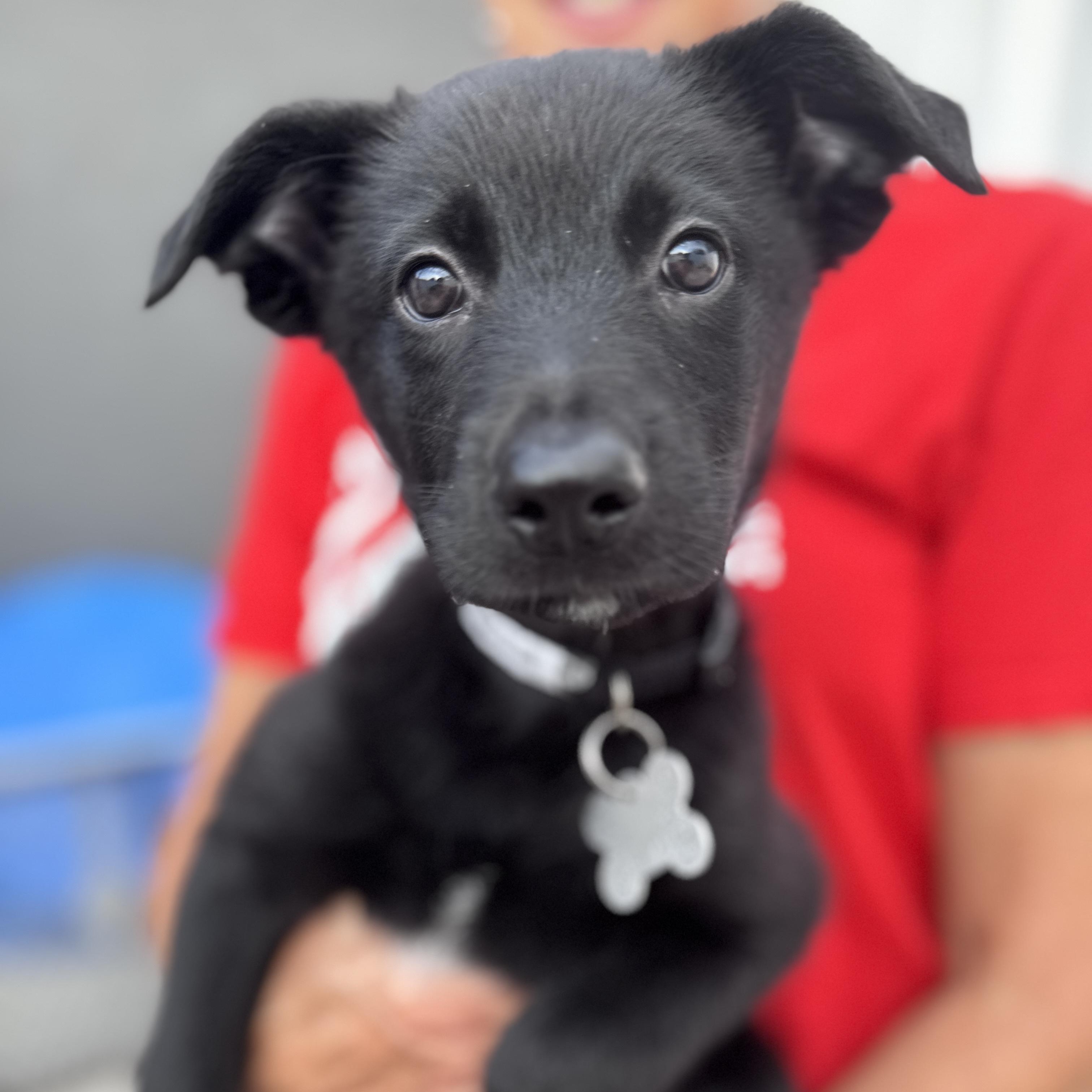 Marshall, an adoptable mixed breed in Palatine, IL image 2/5