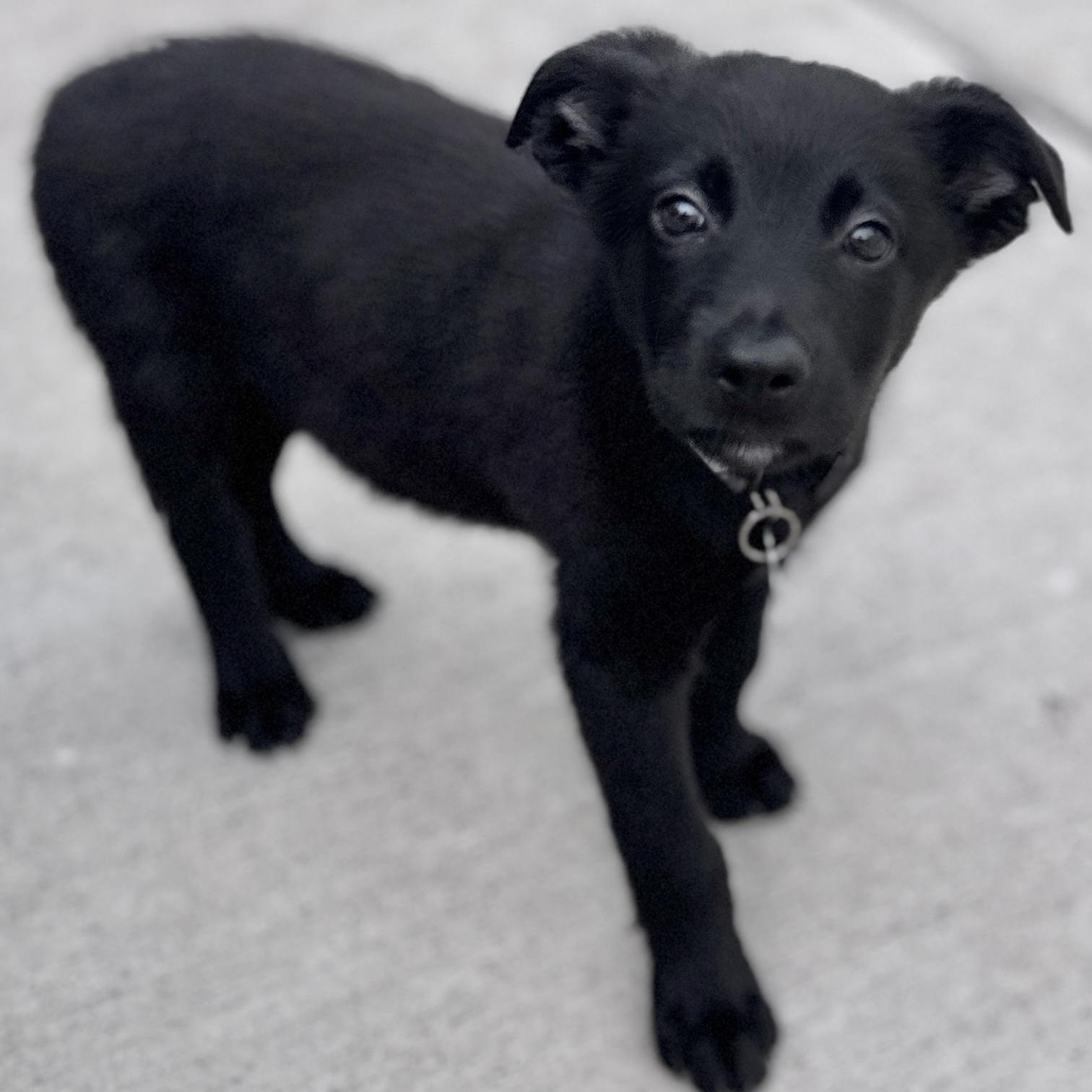 Marshall, an adoptable mixed breed in Palatine, IL image 5/5