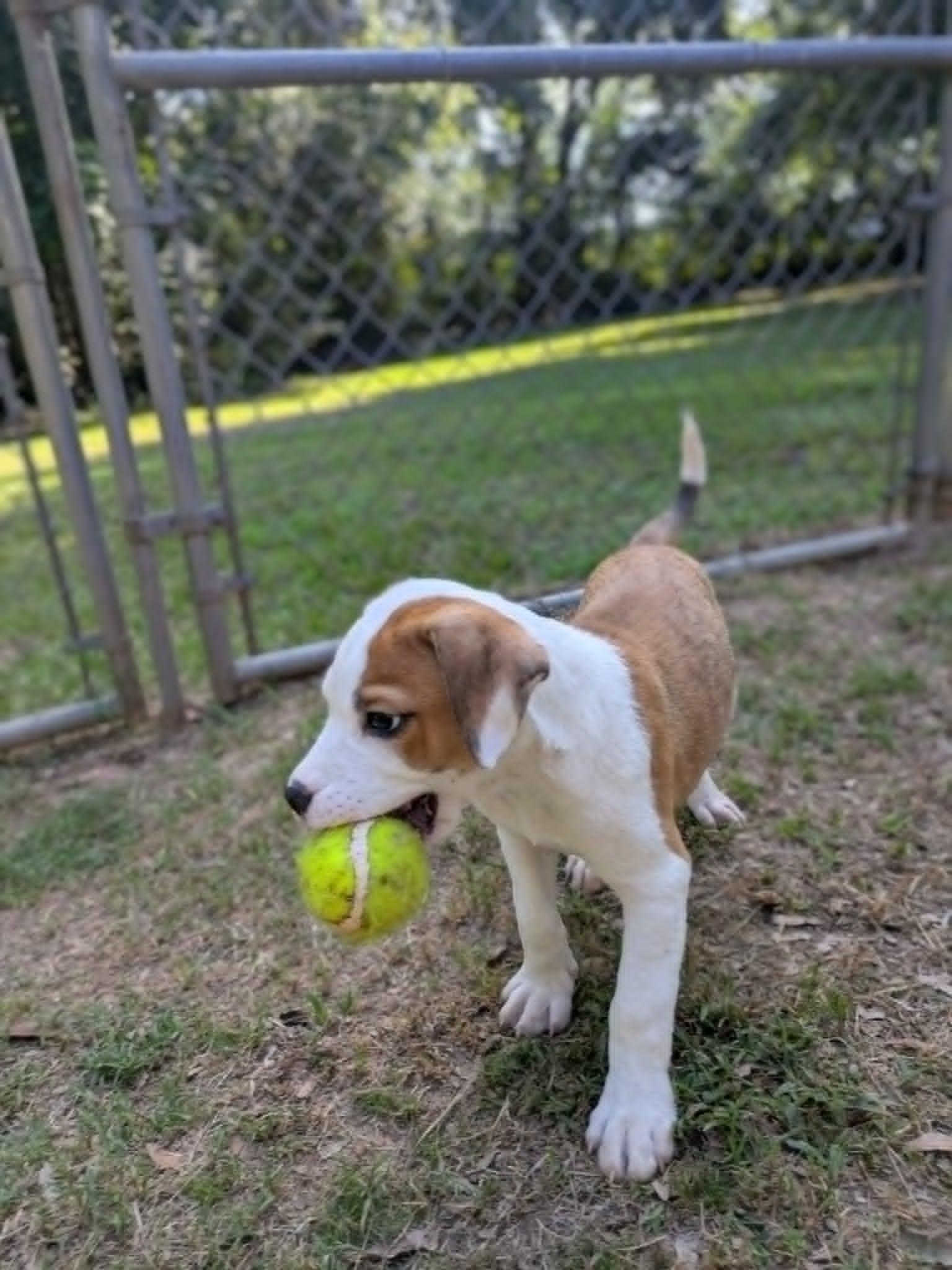 Felix, an adopted mixed breed in Ozark, AL image 3/5