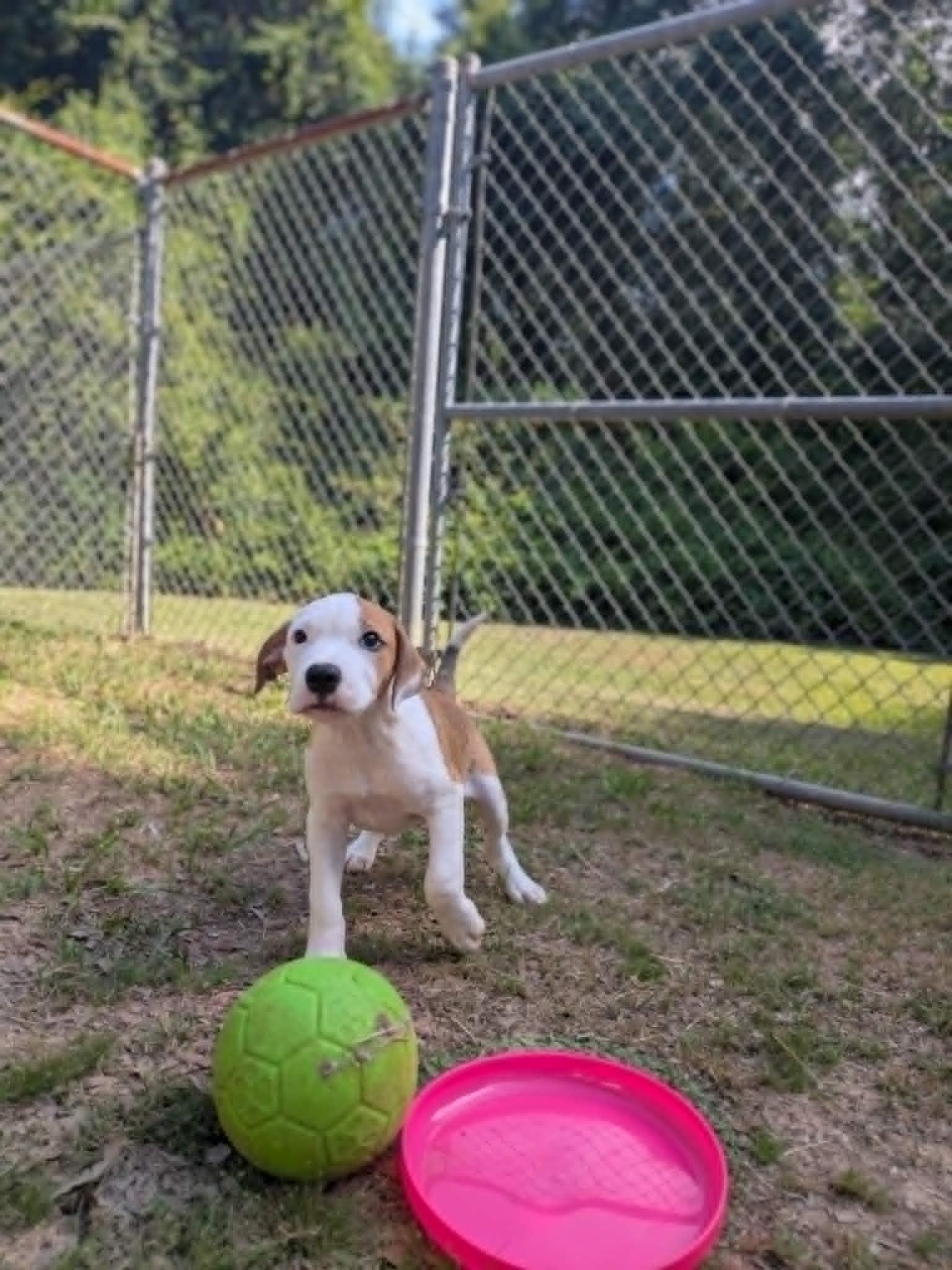 Felix, an adopted mixed breed in Ozark, AL image 5/5