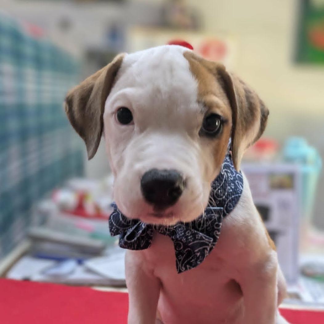 Felix, adopted, Puppy Male Bulldog & Beagle.