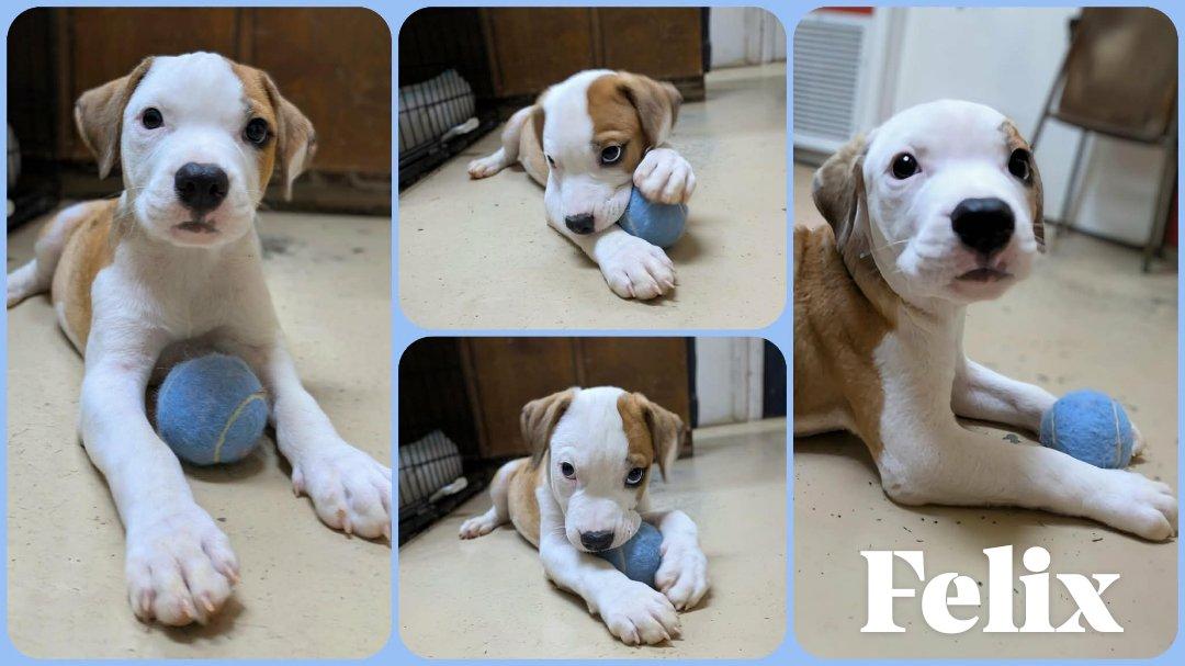 Felix, an adopted mixed breed in Ozark, AL image 4/5