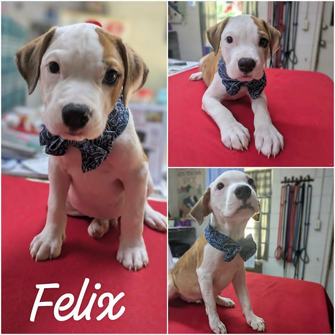 Felix, an adopted mixed breed in Ozark, AL image 2/5