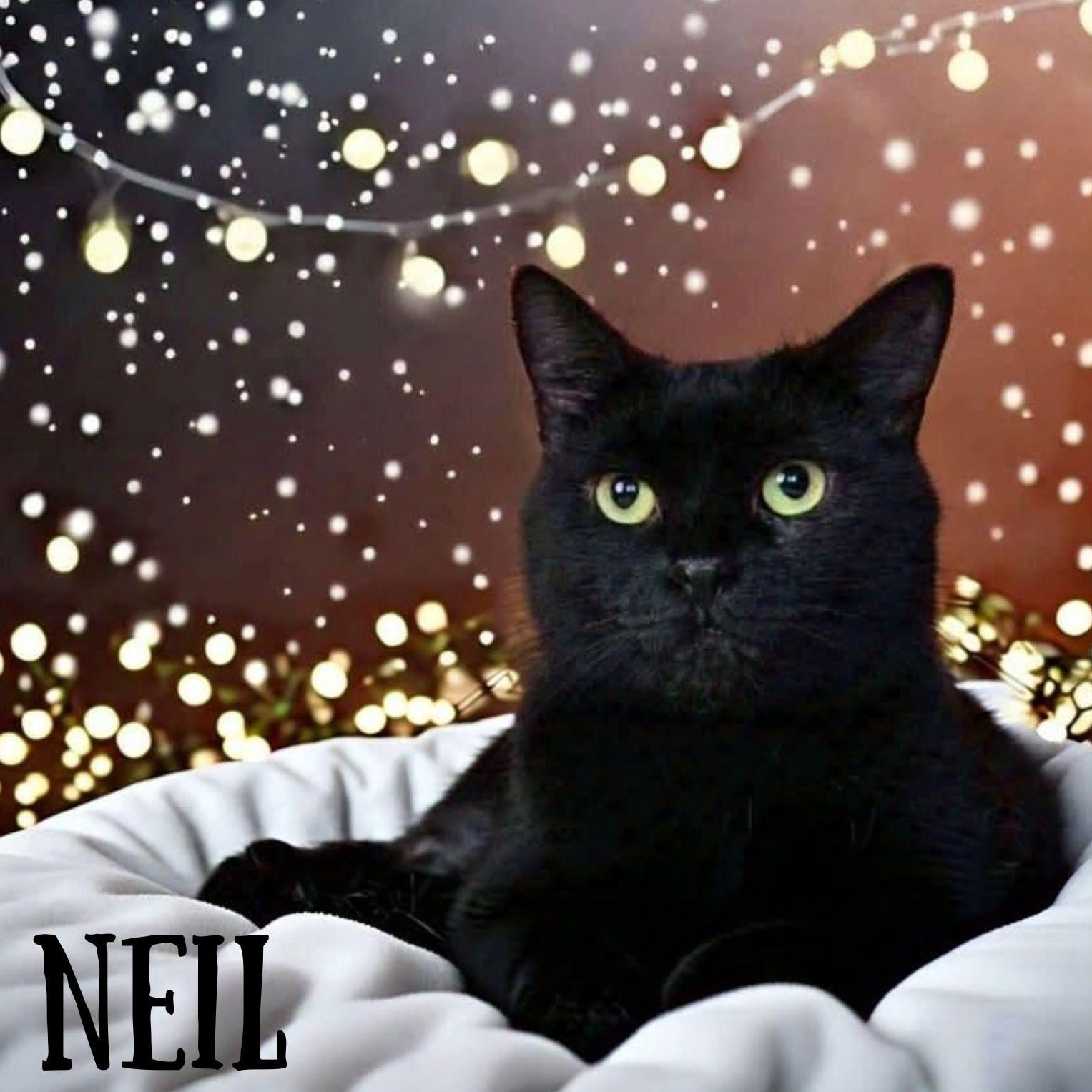Enlarge Neil, a Adoptable Domestic Short Hair in Greensburg, PA image 1/6