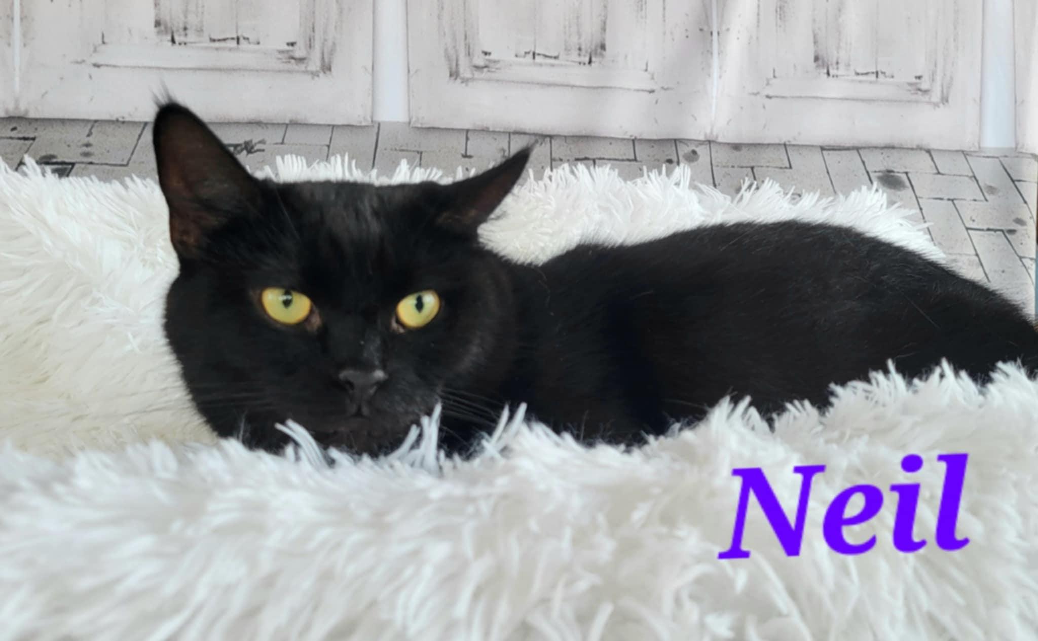 Enlarge Neil, a Adoptable Domestic Short Hair in Greensburg, PA image 3/6