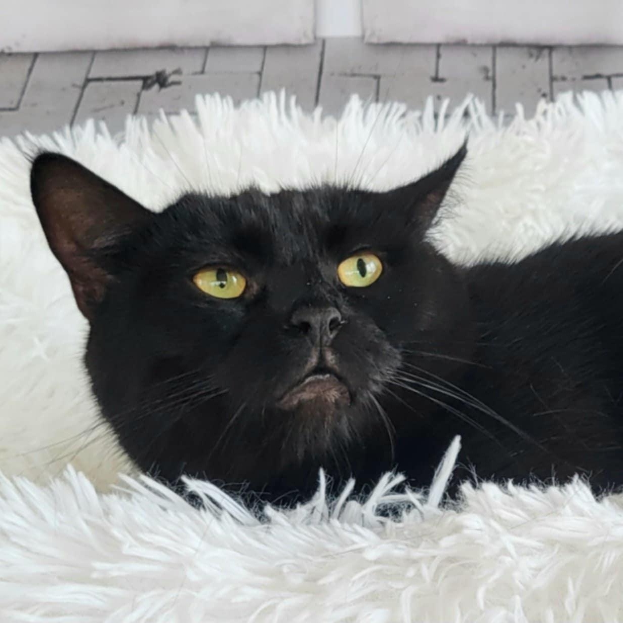 Enlarge Neil, a Adoptable Domestic Short Hair in Greensburg, PA image 4/6