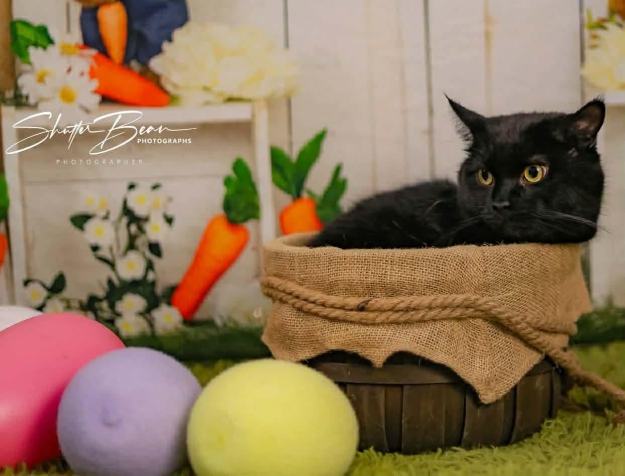 Enlarge Neil, an adoptable Domestic Short Hair in Greensburg, PA image 6/6