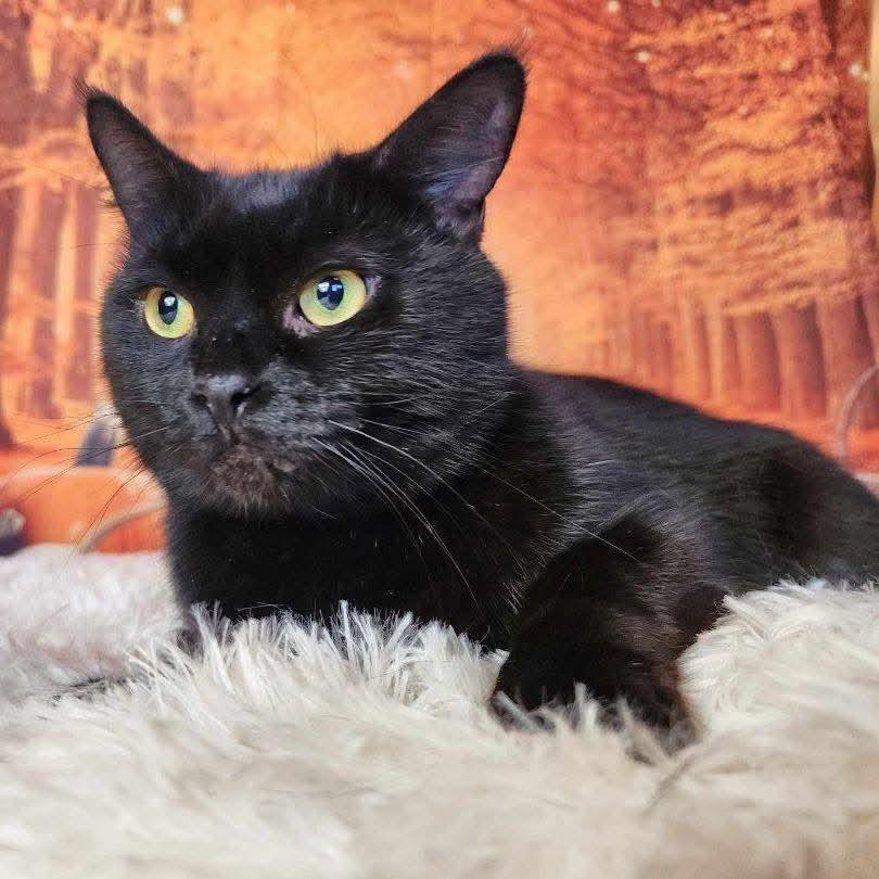 Enlarge Neil, a Adoptable Domestic Short Hair in Greensburg, PA image 6/6