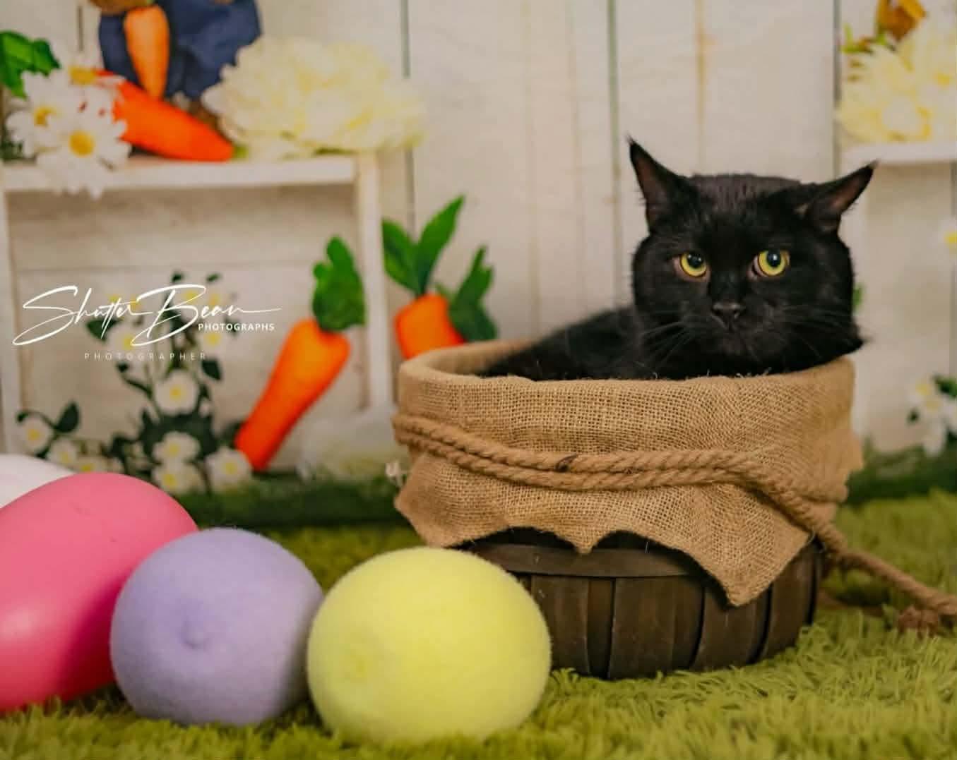 Neil, adoptable, Senior Male Domestic Short Hair.