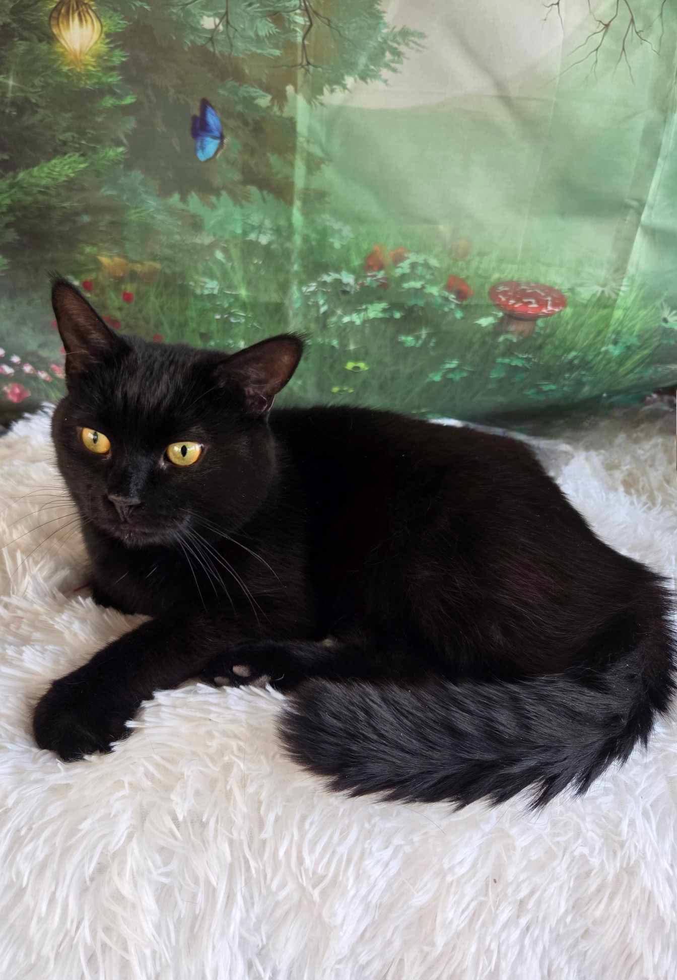 Enlarge Neil, a Adoptable Domestic Short Hair in Greensburg, PA image 2/6