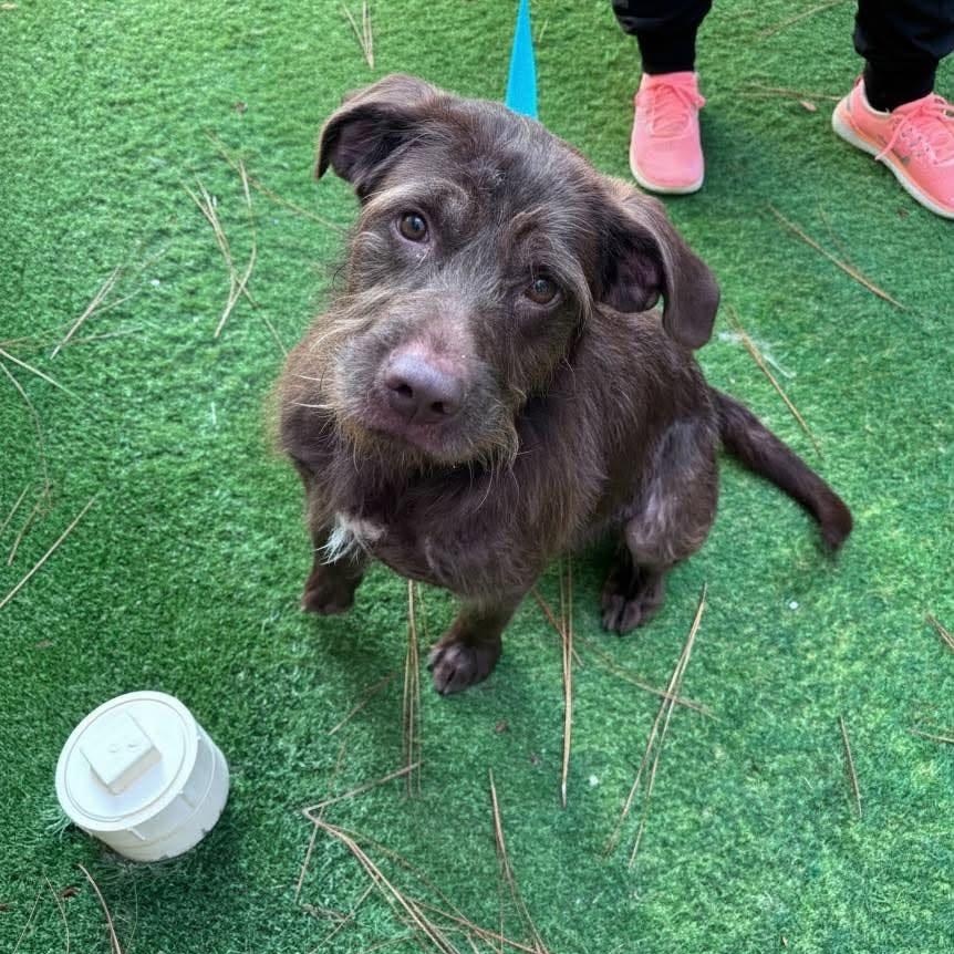 Gus, Adoptable, Young Male Schnauzer & Mixed Breed.