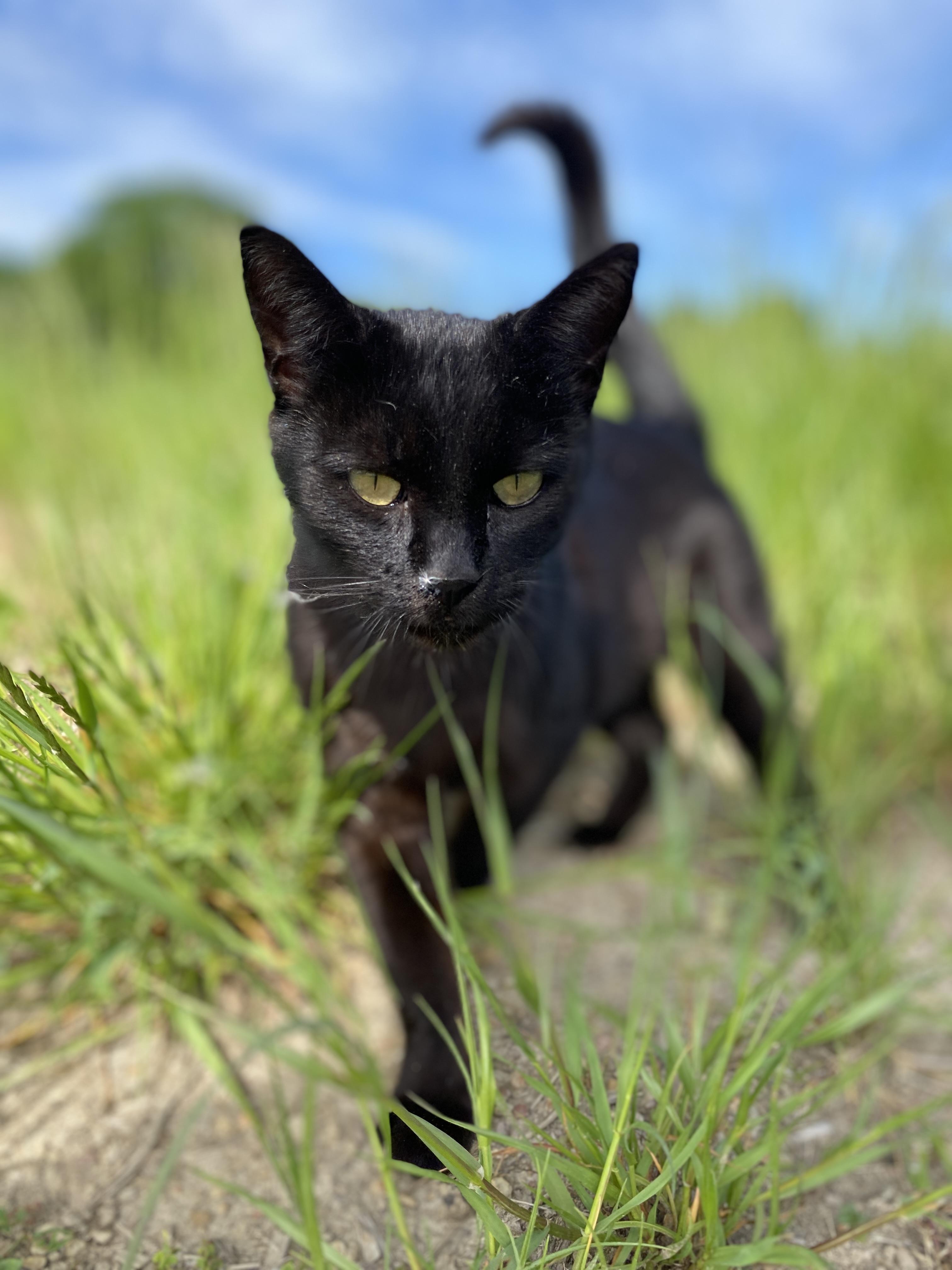 Enlarge Aspen, a Adopted Domestic Short Hair in Albemarle, NC image 1/4