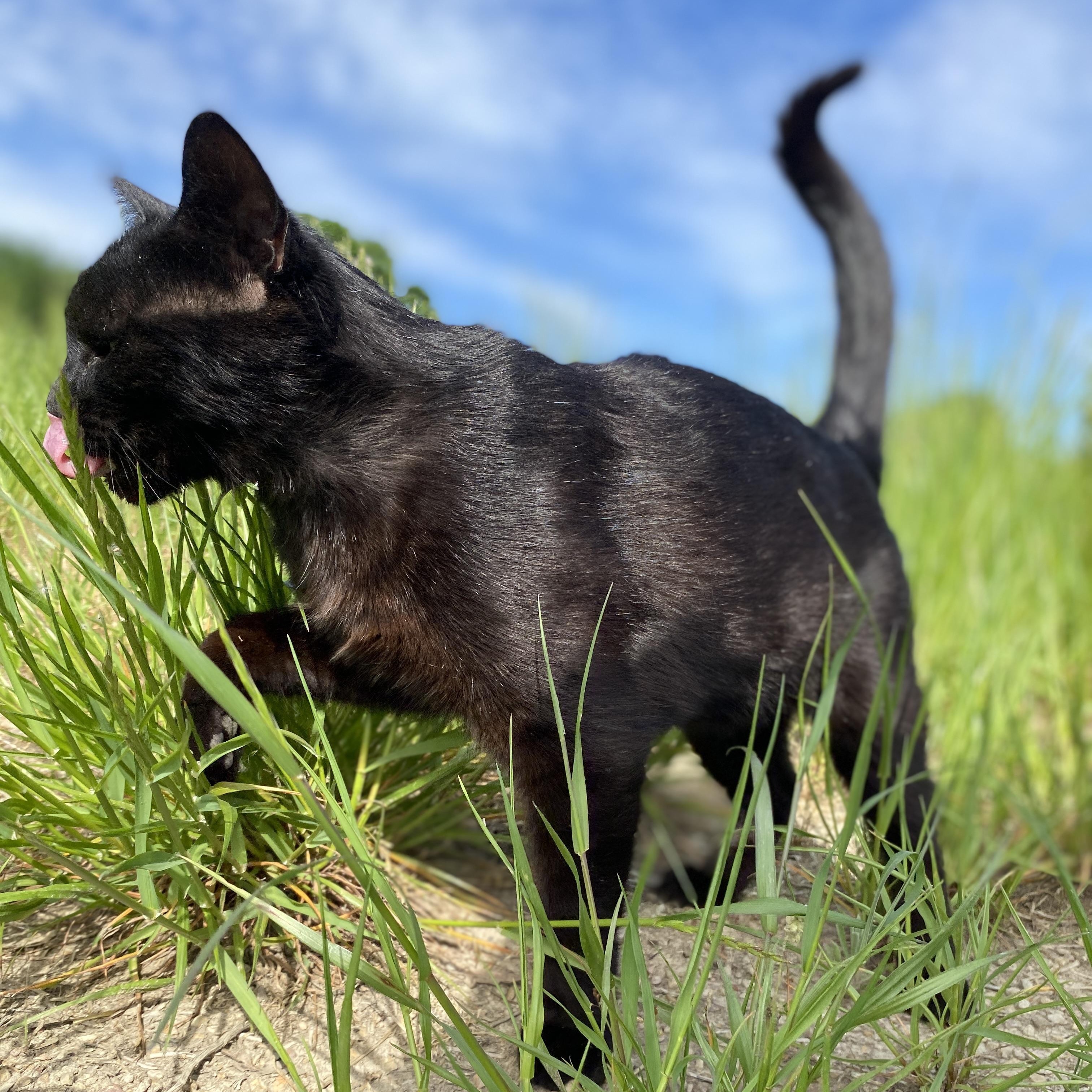 Enlarge Aspen, a Adopted Domestic Short Hair in Albemarle, NC image 2/4
