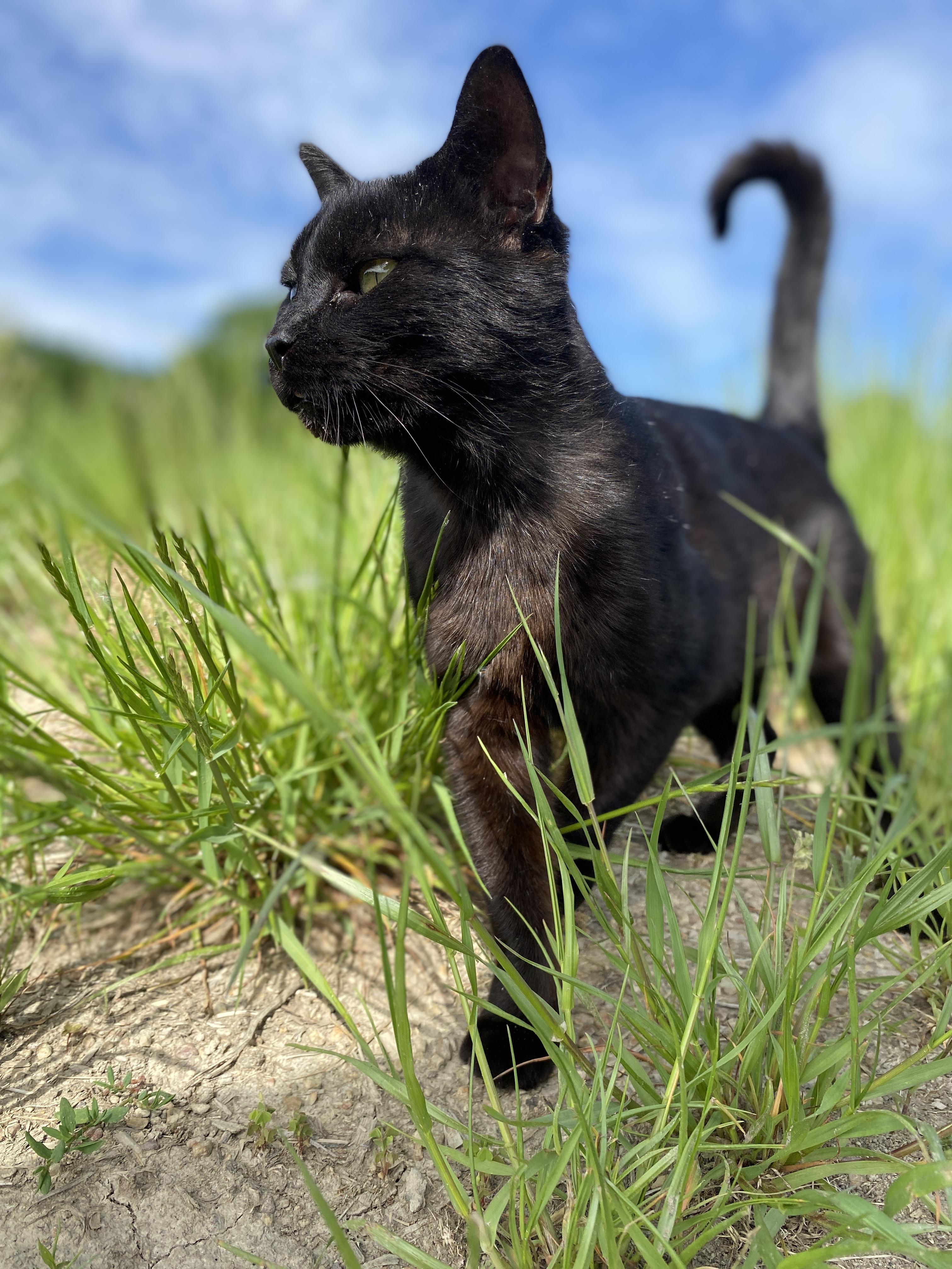 Enlarge Aspen, a Adopted Domestic Short Hair in Albemarle, NC image 3/4