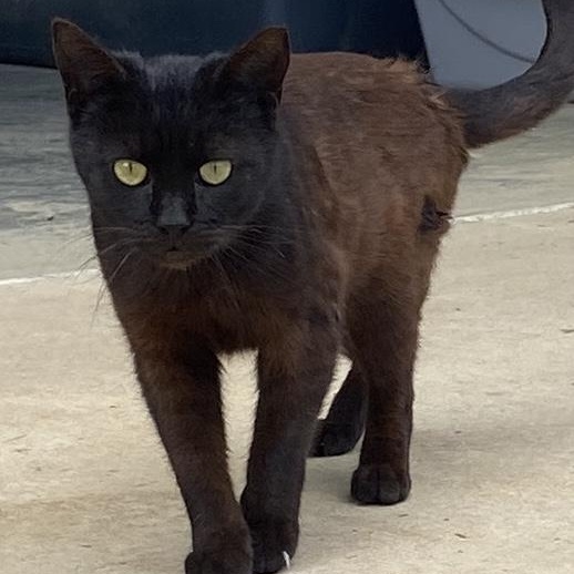 Enlarge Aspen, a Adopted Domestic Short Hair in Albemarle, NC image 4/4