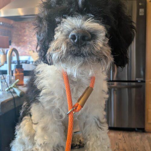 Enlarge Winslow M 26115, a Adoptable mixed breed in Parker, CO image 1/3