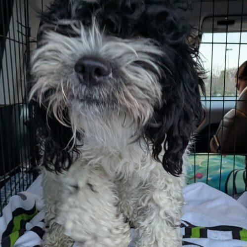 Enlarge Winslow M 26115, a Adoptable mixed breed in Parker, CO image 2/3