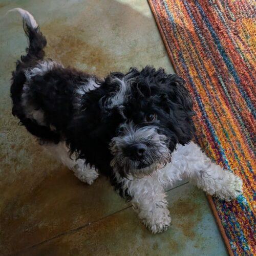 Enlarge Winslow M 26115, a Adoptable mixed breed in Parker, CO image 3/3