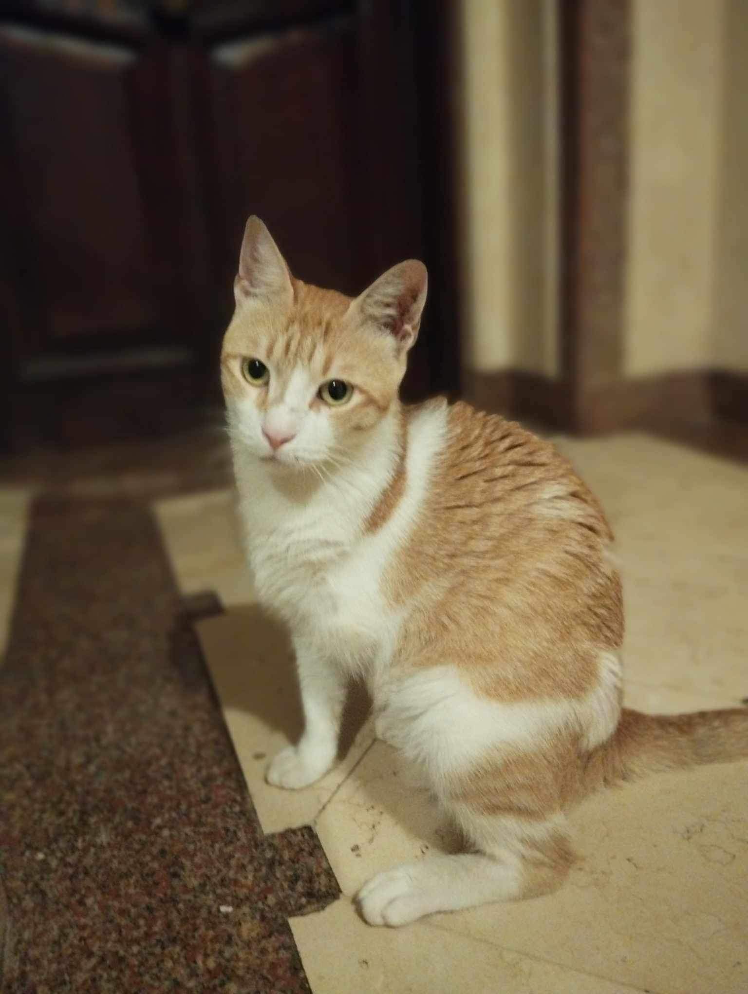 Sezar -3 legs MM, Adult Male unknown