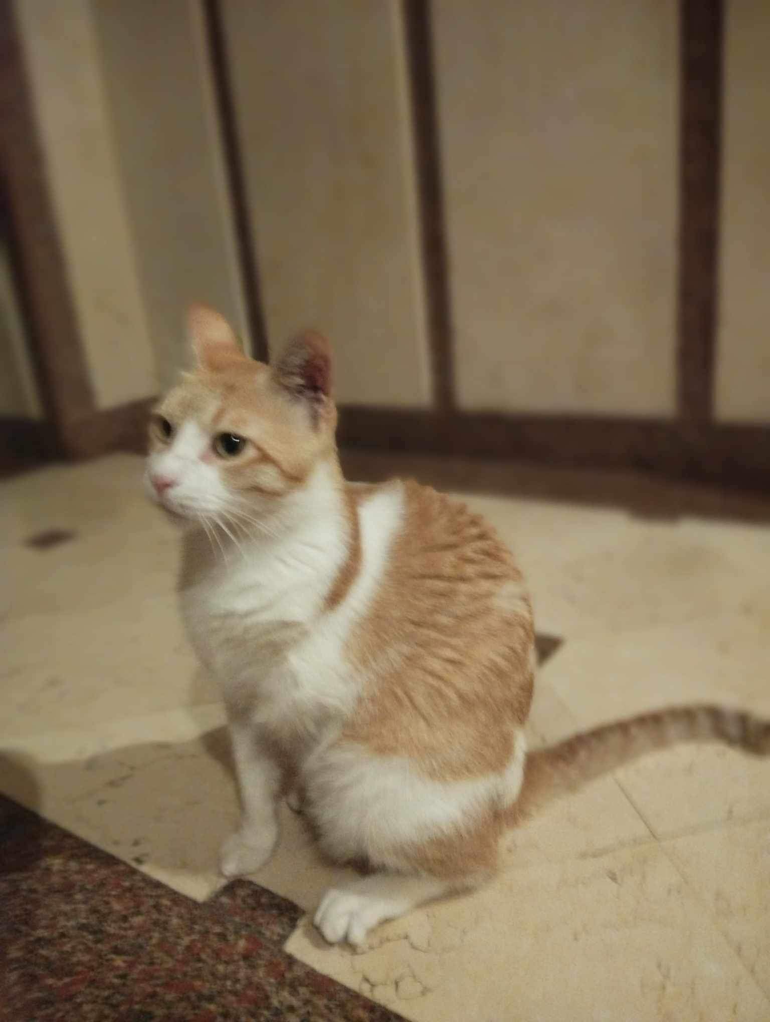 Sezar -3 legs MM photo 2