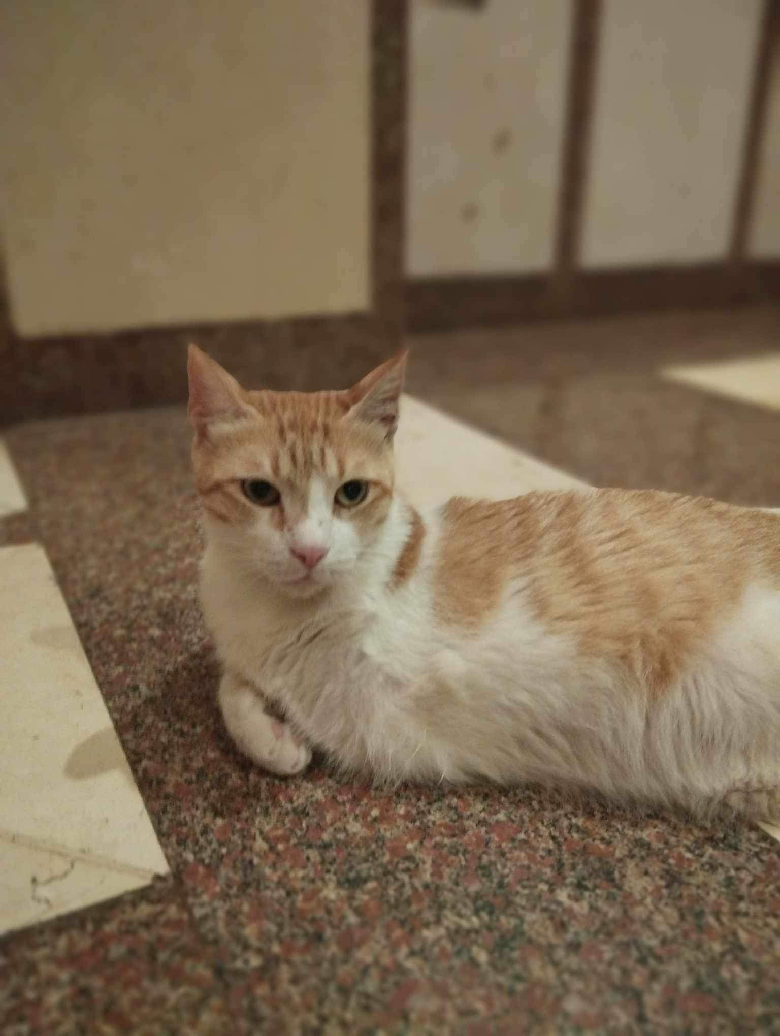Sezar -3 legs MM photo 3