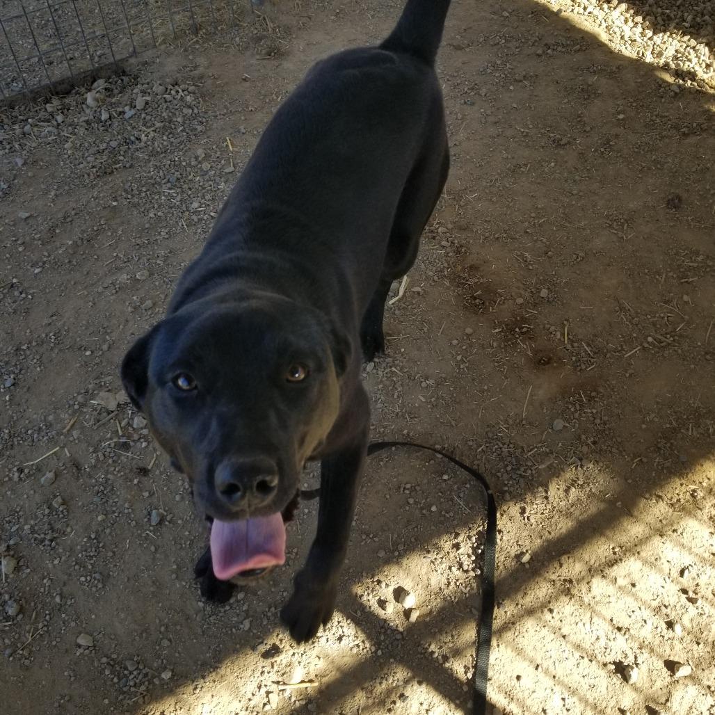 Honey Boo Boo, Adoptable, Young Female Black Labrador Retriever.