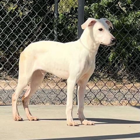 EASTON, Adoptable, Young Male Labrador Retriever & Mixed Breed.