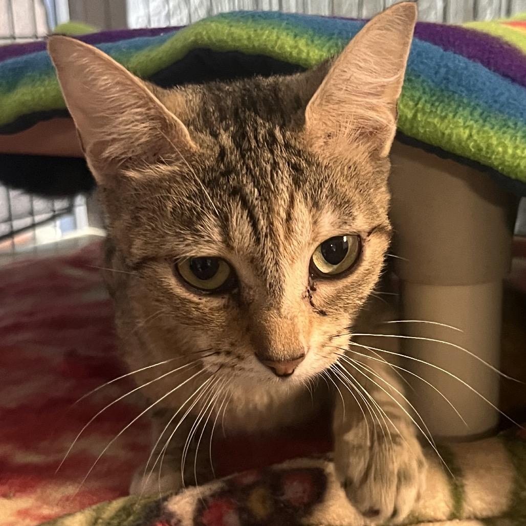 Minestrone, Adoptable, Young Female Domestic Short Hair.